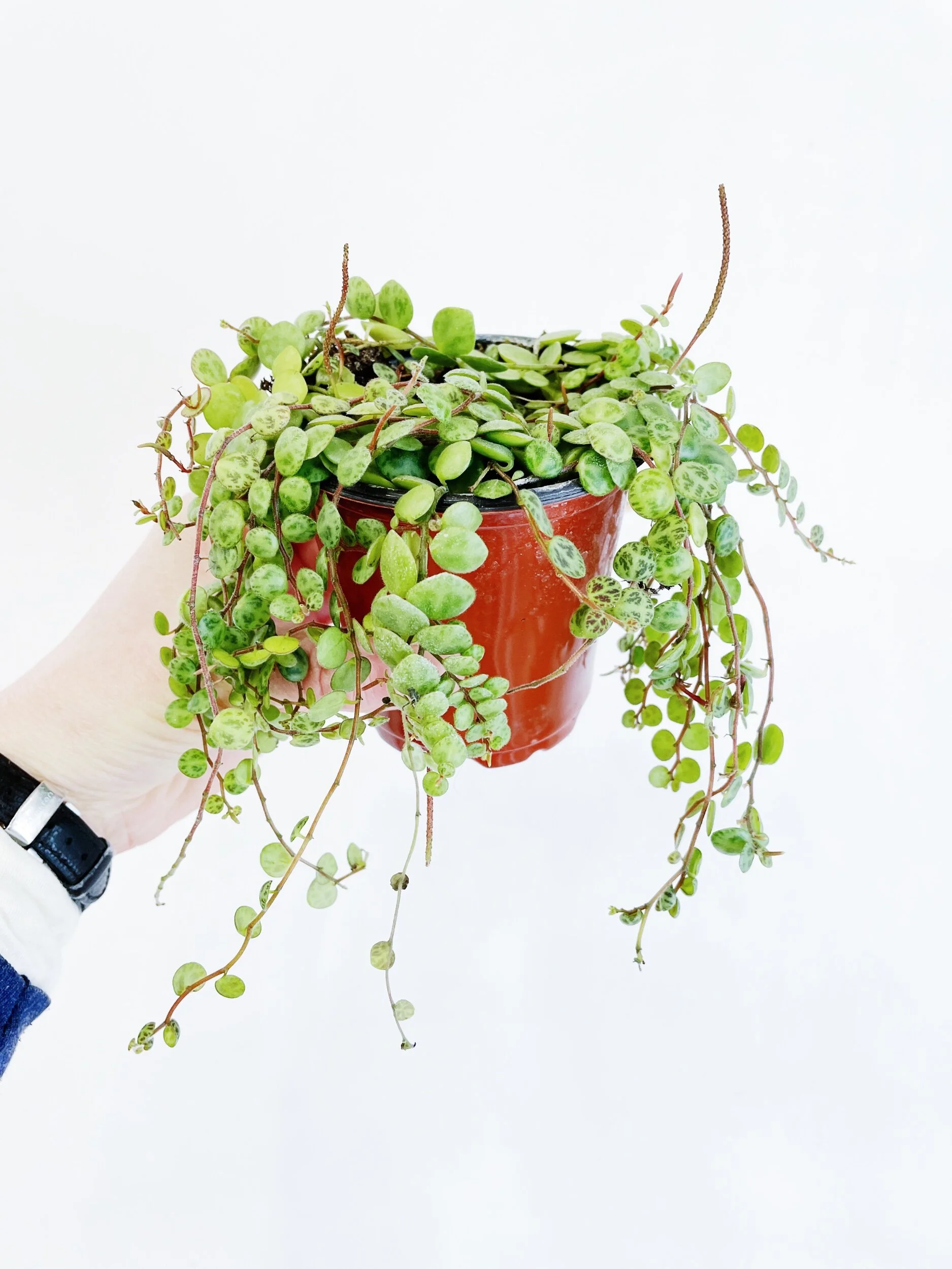 23760890-3F29-46B4-8A26-9AEE1EC5CFB0