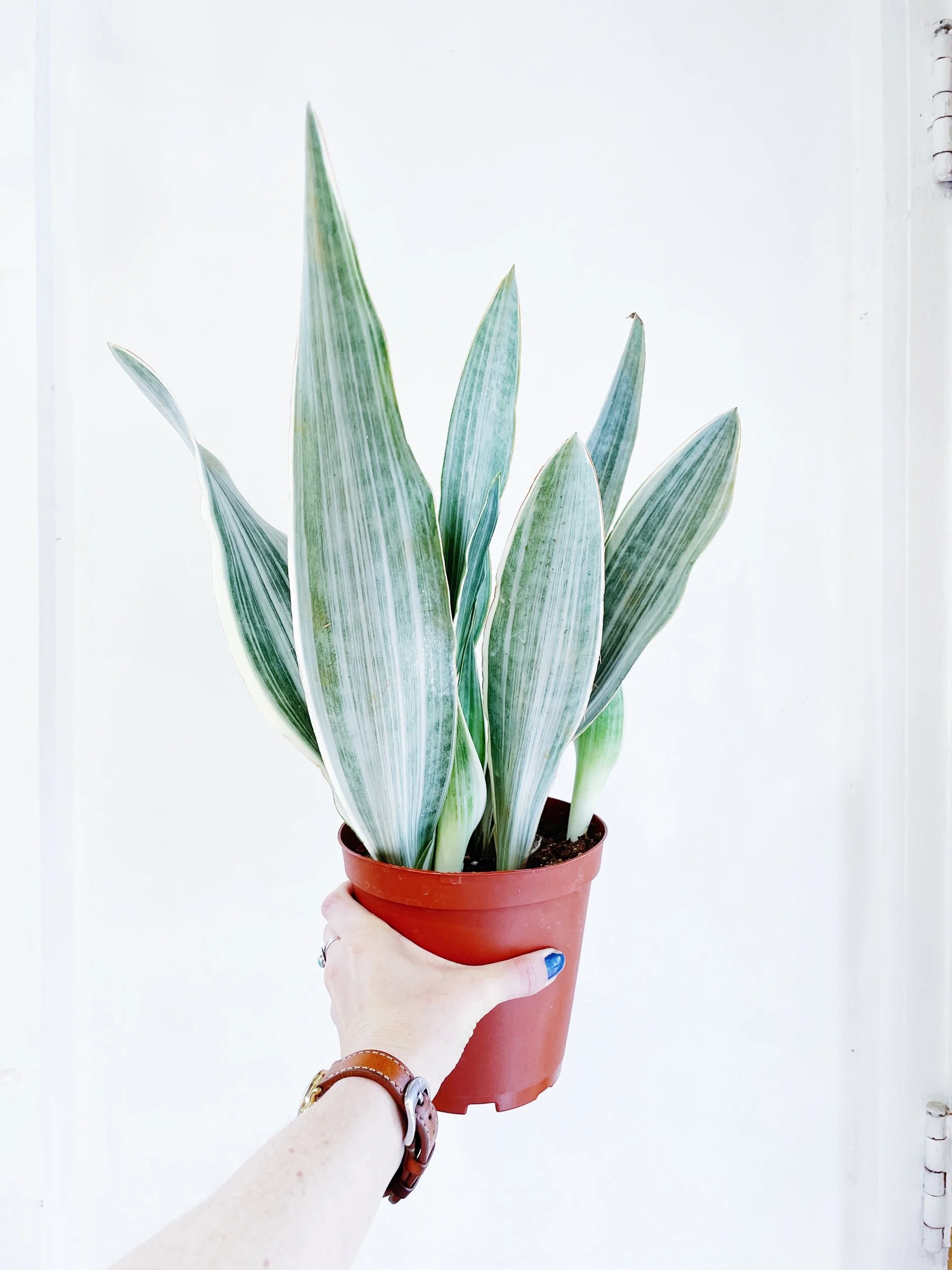Dracaena (Sansevieria) sayuri  Synthesis
