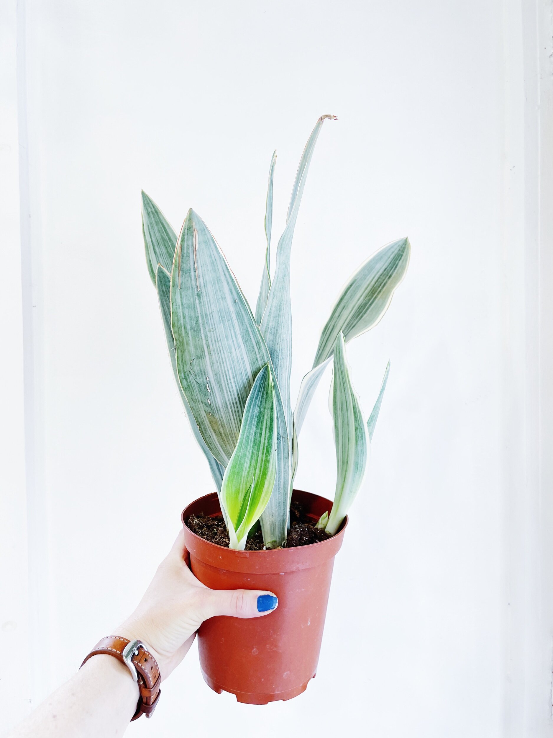 welche erde für strelitzia nicolai XXL Strelitzie kaufen – Green Me Up main image 0