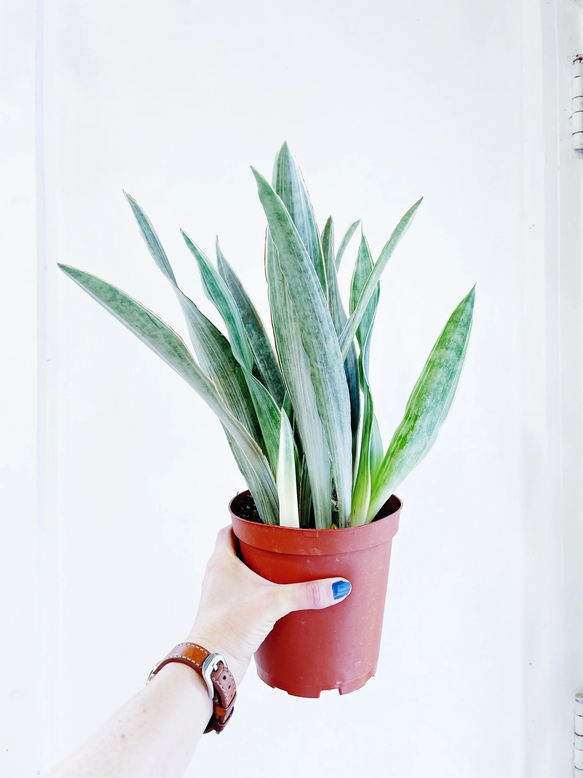 Dracaena (Sansevieria) sayuri  Synthesis