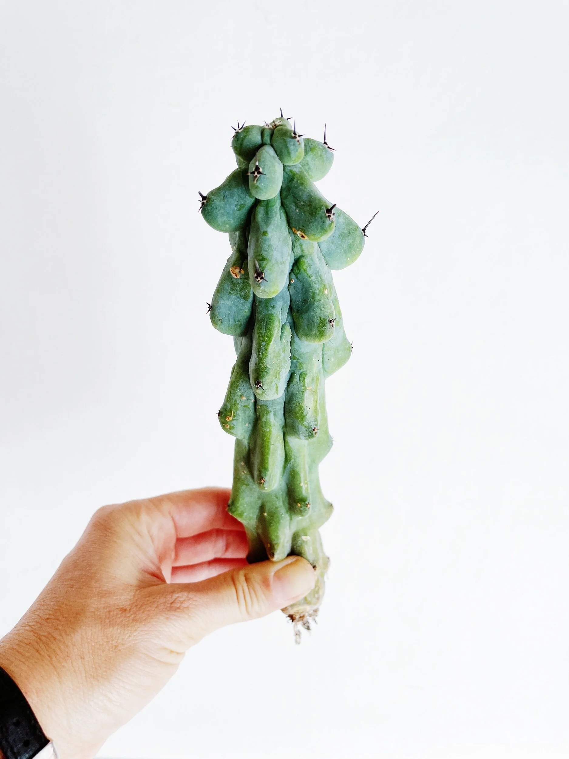 91C10336-939B-4A33-BCF5-5D6F4C348818