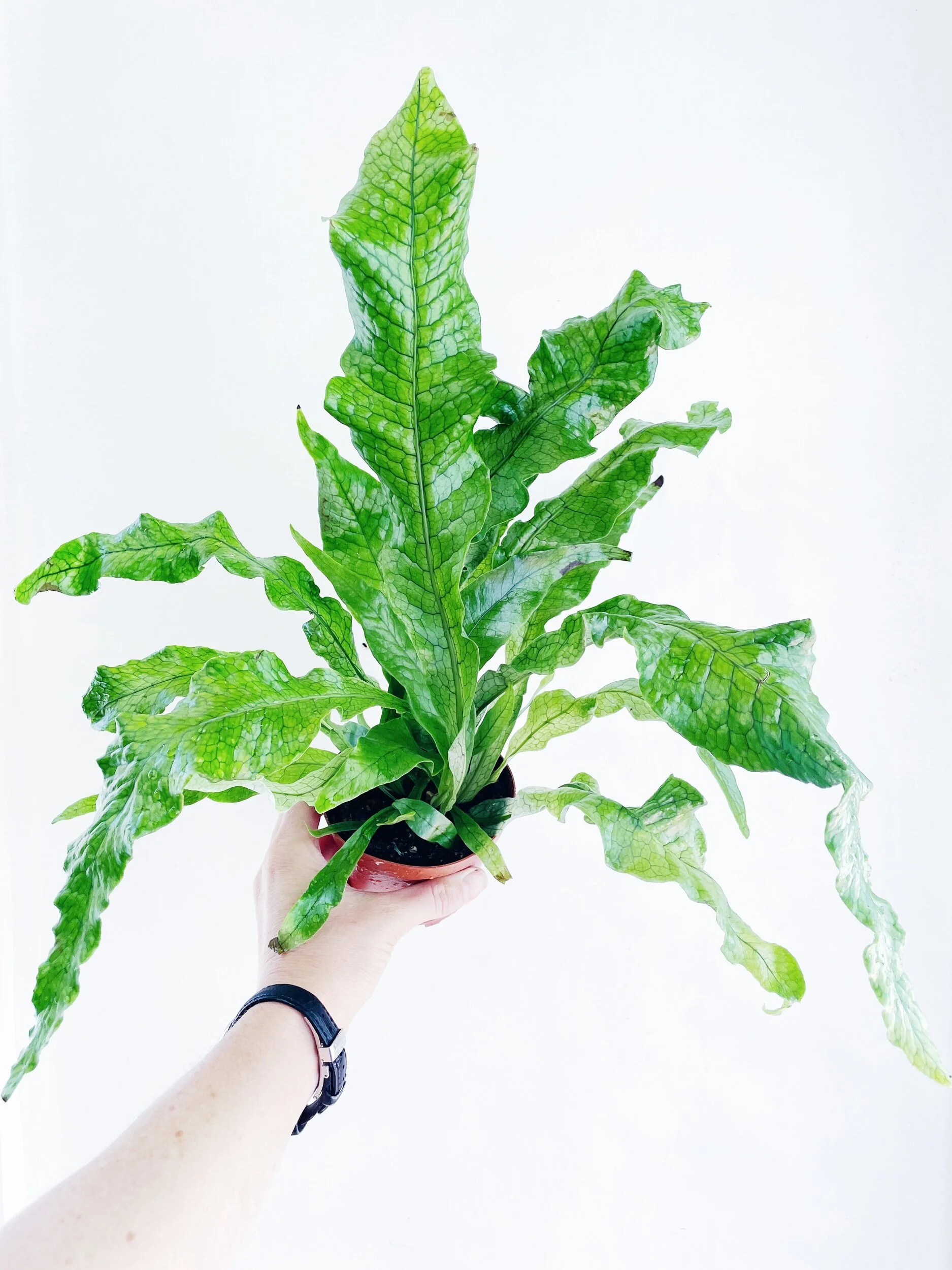 2FBB9C34-A783-43FB-A294-A1EFD8FCBB80