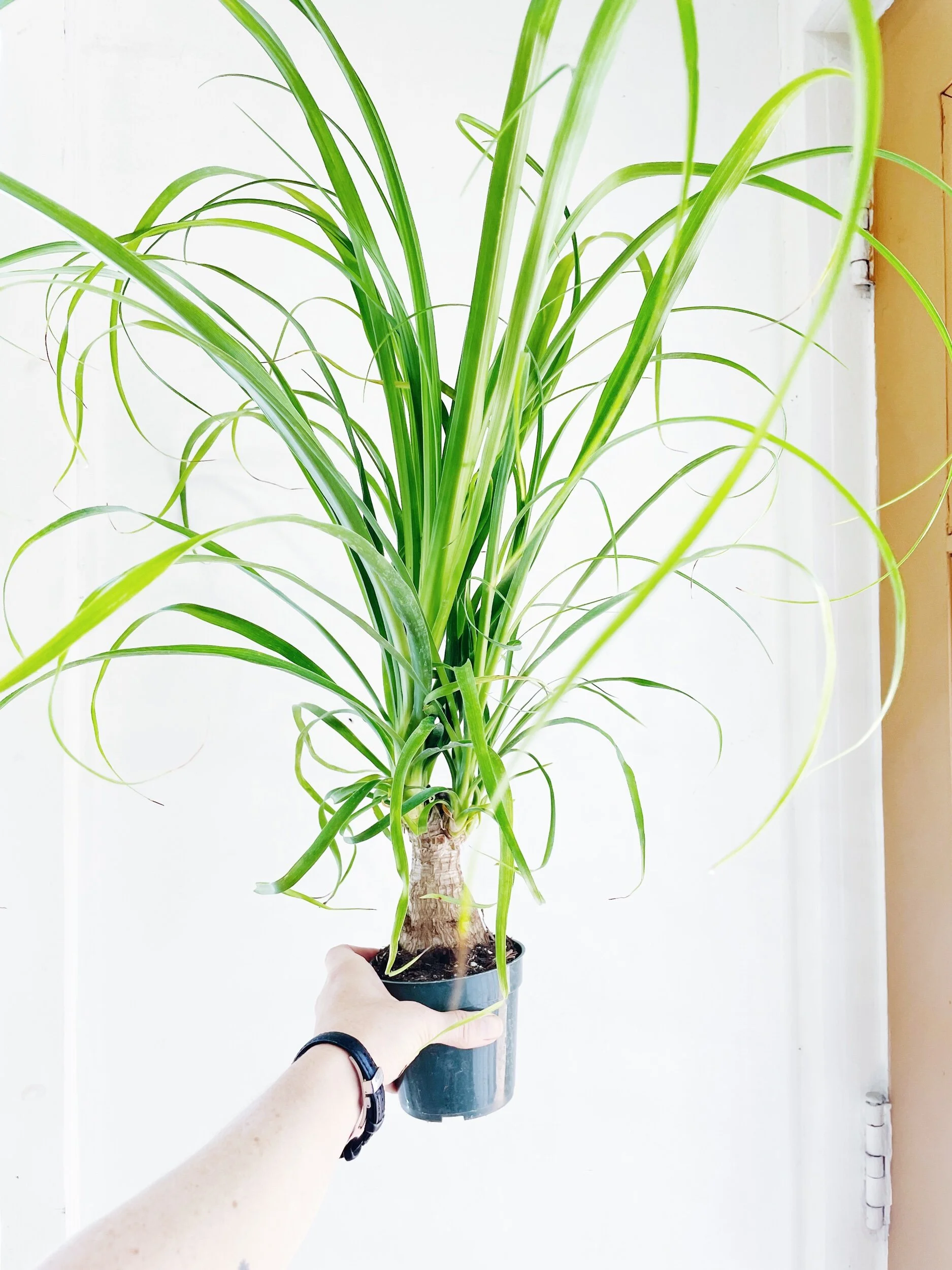 9789CC51-F194-4626-8BC5-82F0EF7FDD2D