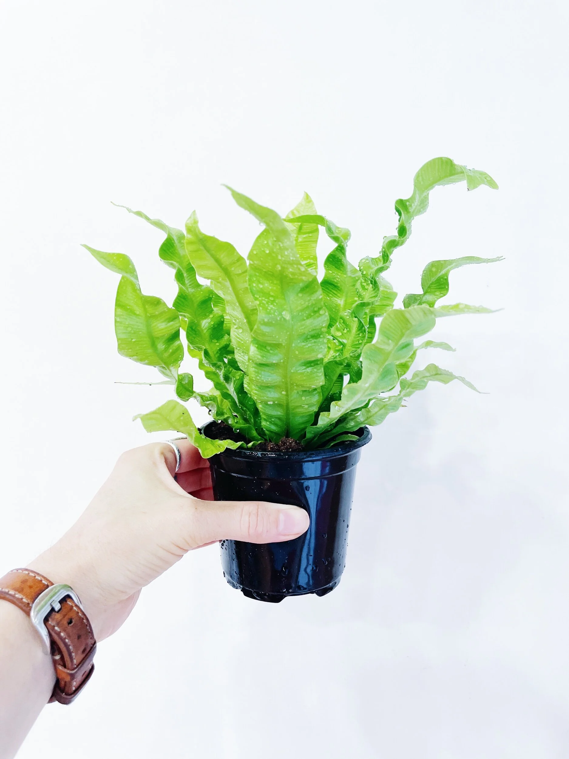 0DD43ADF-2FB2-410D-BB36-D12888974A33