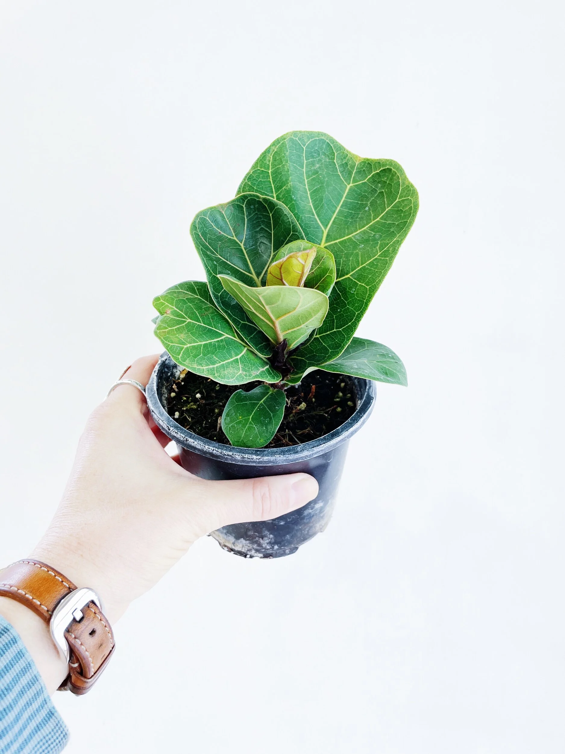 65179252-2D6E-4DD2-927C-F737E893DF3F