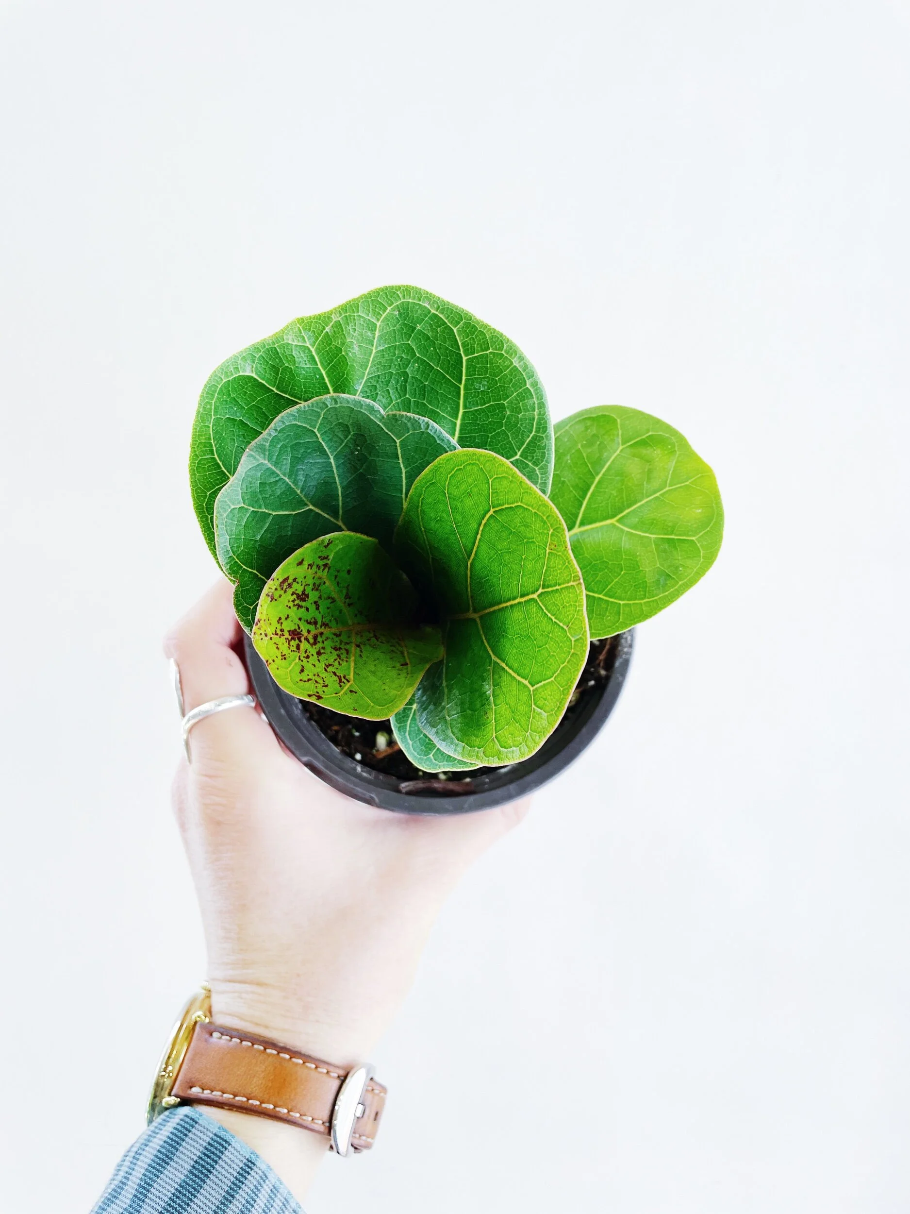 8AED0BBB-F2F7-4F62-80D5-8B9E5665D630