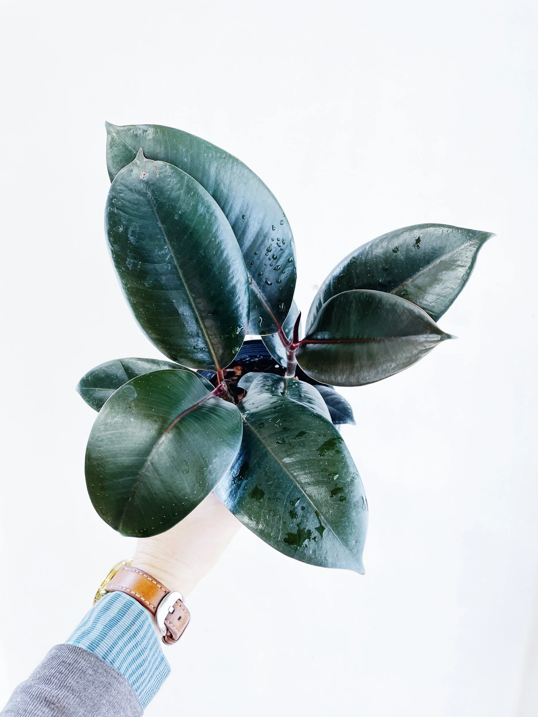 E6F0FE3B-DACF-49D4-80C3-D78313874EDC