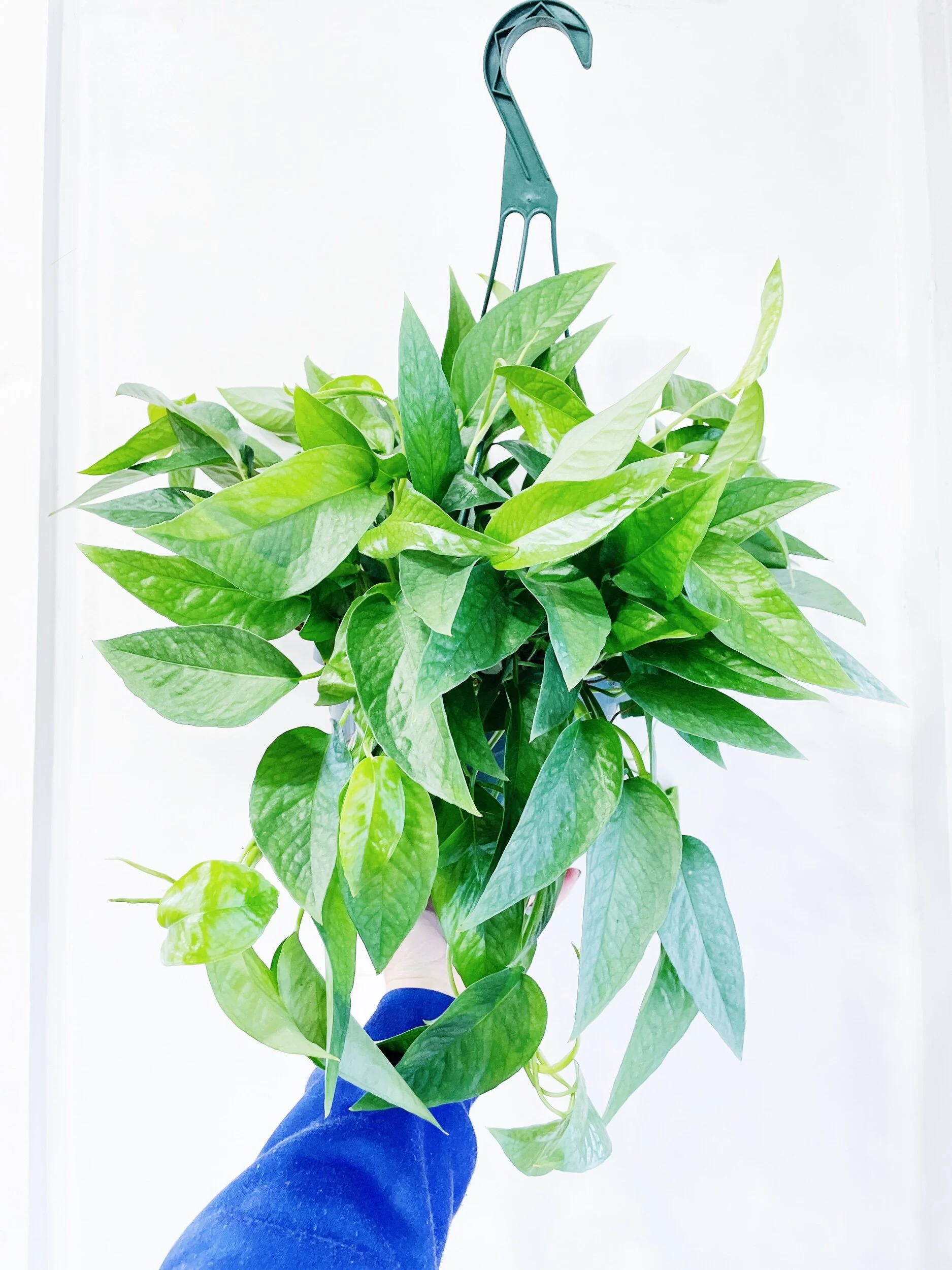 2C2B21EF-4329-45A9-9CAF-DA463F8243FE