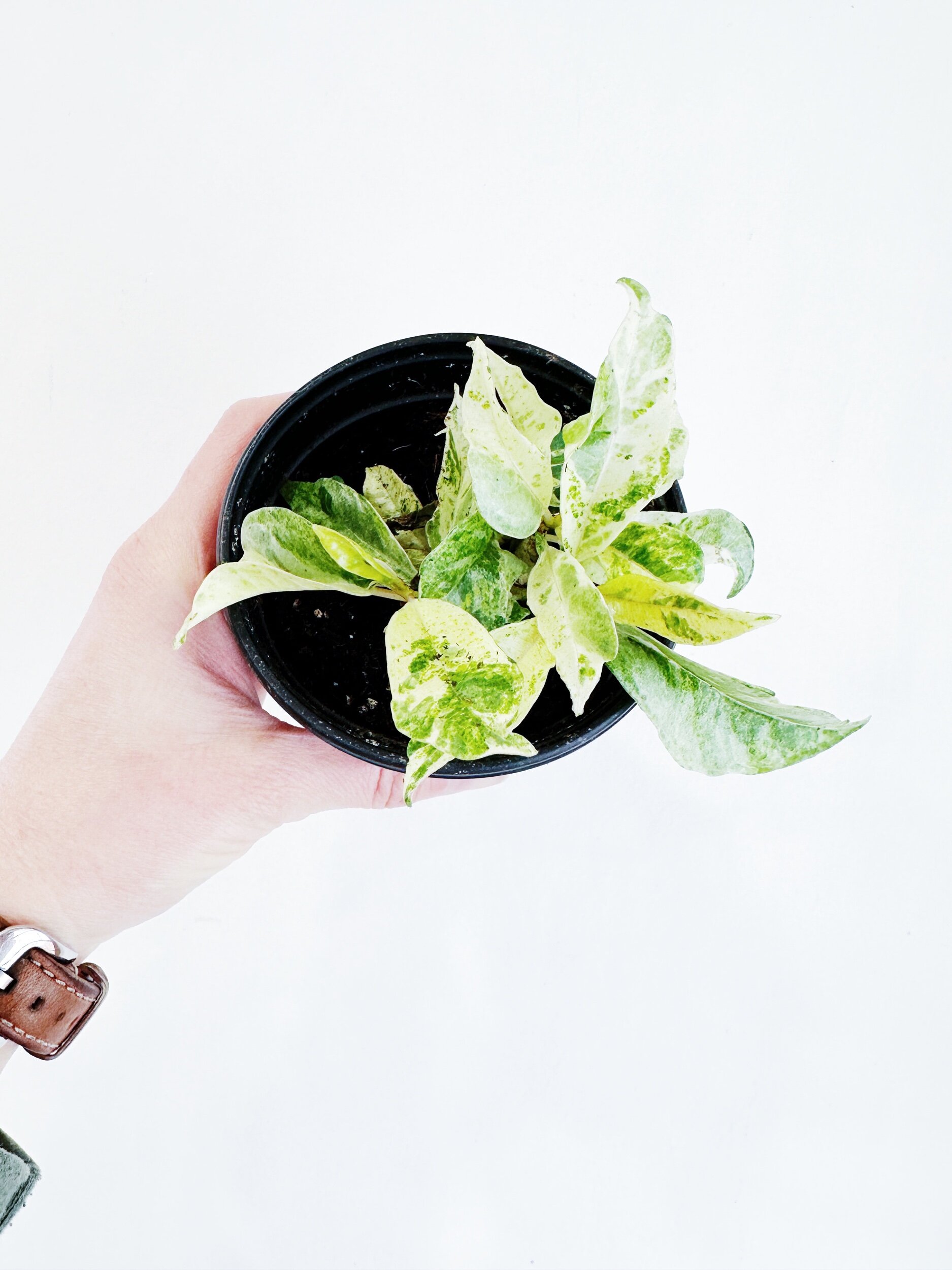 5796D253-6224-41E5-8D06-3A4046CFD799