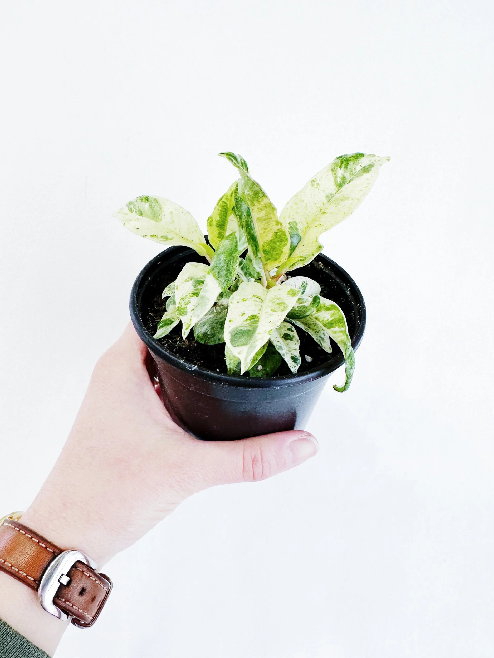 E0E7422F-17E4-41BE-AC36-7DCA0853B273