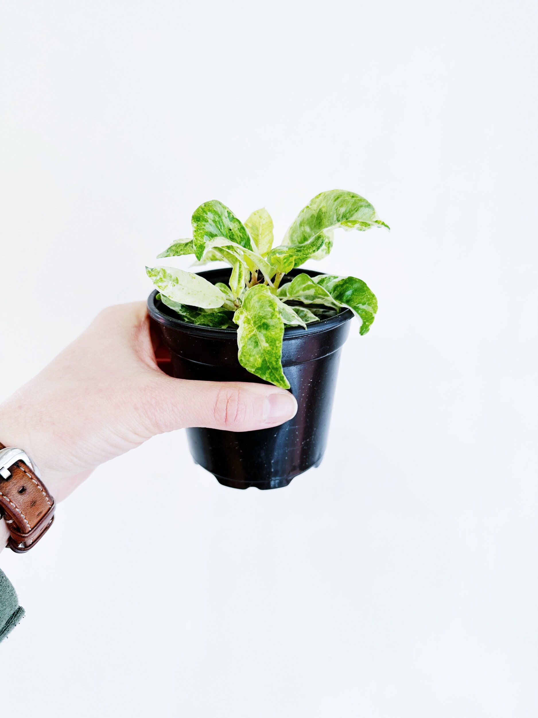 C2C27069-E879-442D-B5E2-D7E8DBE83FB6