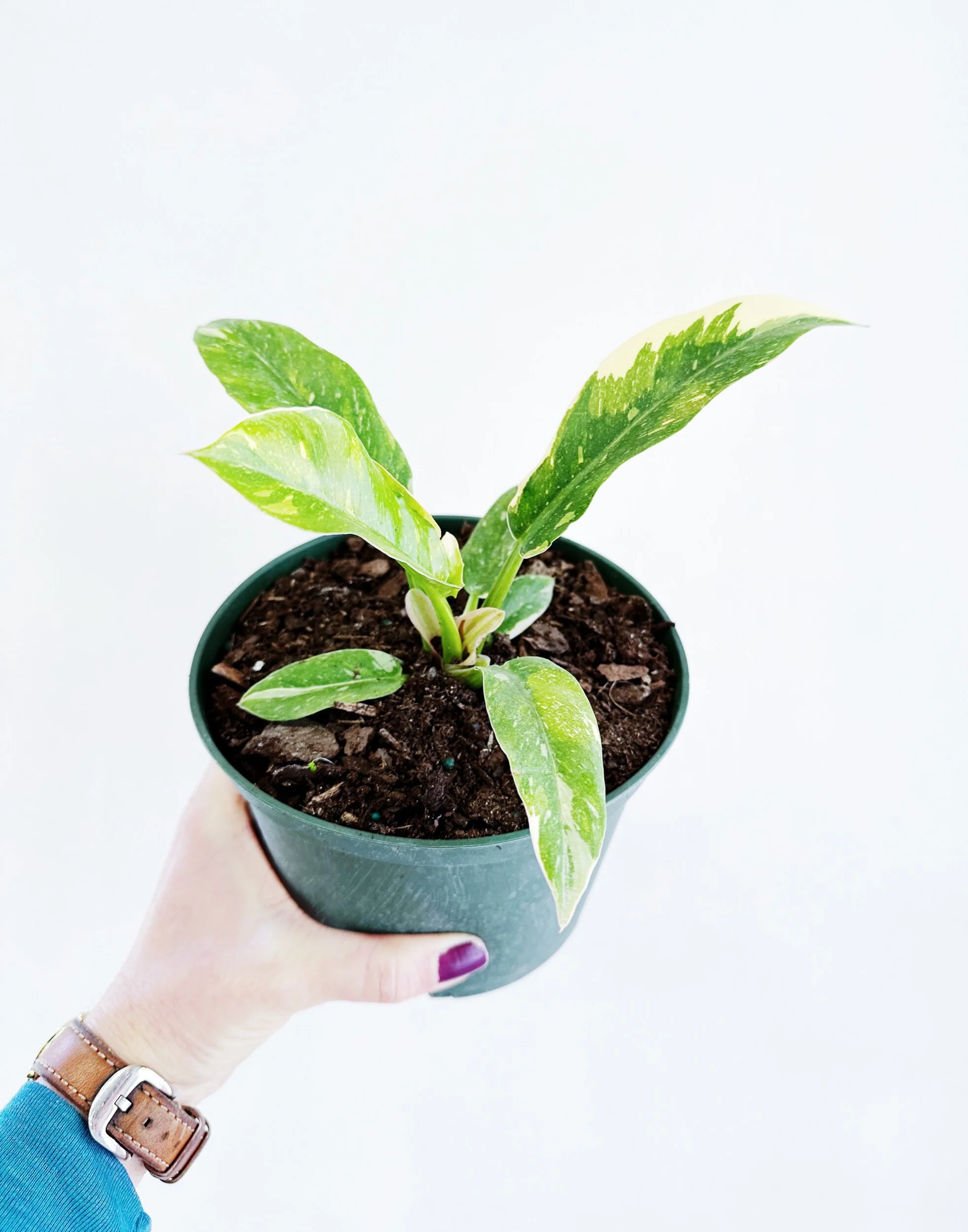 234B53F0-0F21-4A6B-833B-CA04310B1CD2