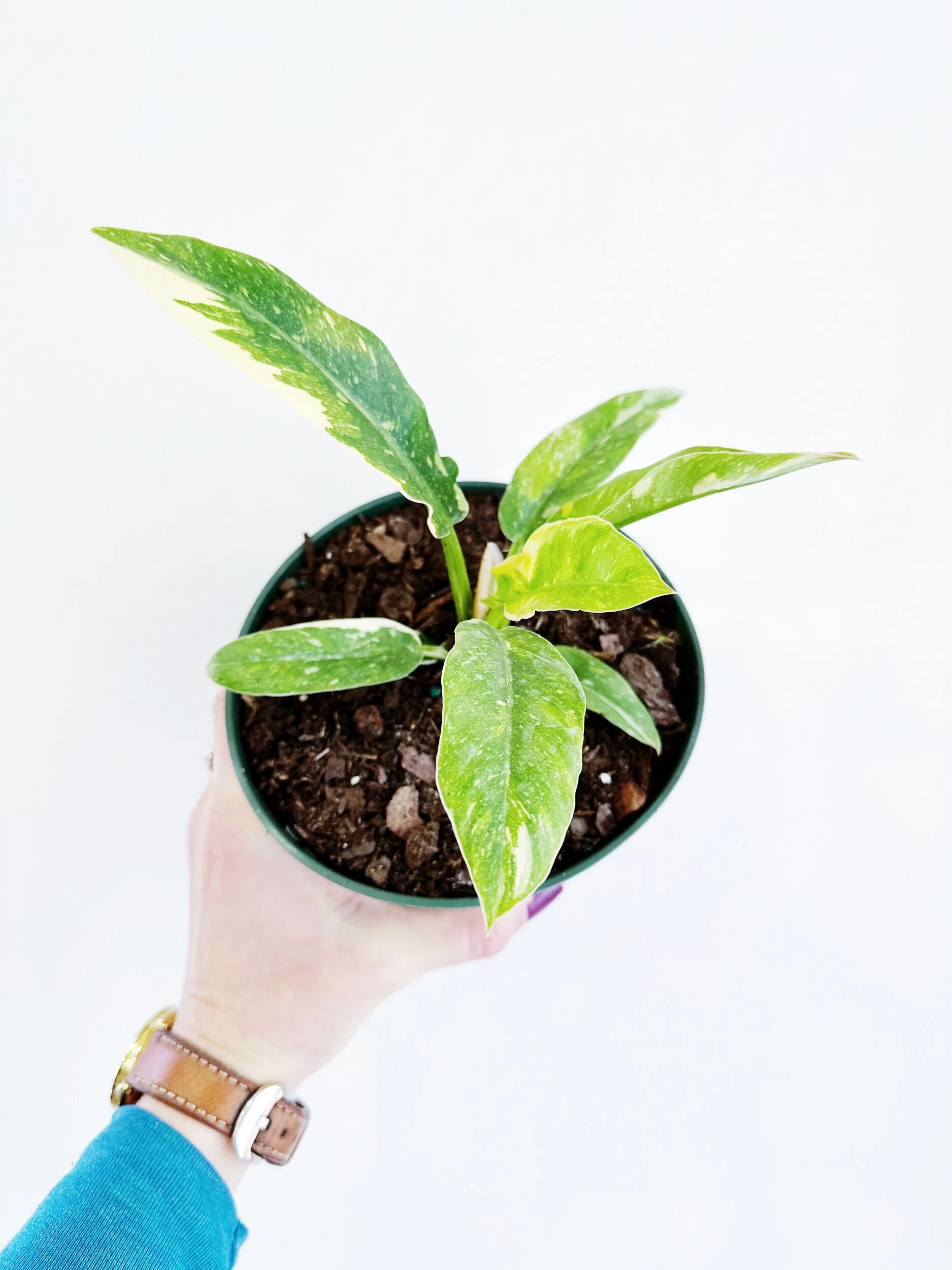 1BAEF754-9EB4-4CE2-B31D-F7B246D55ACE