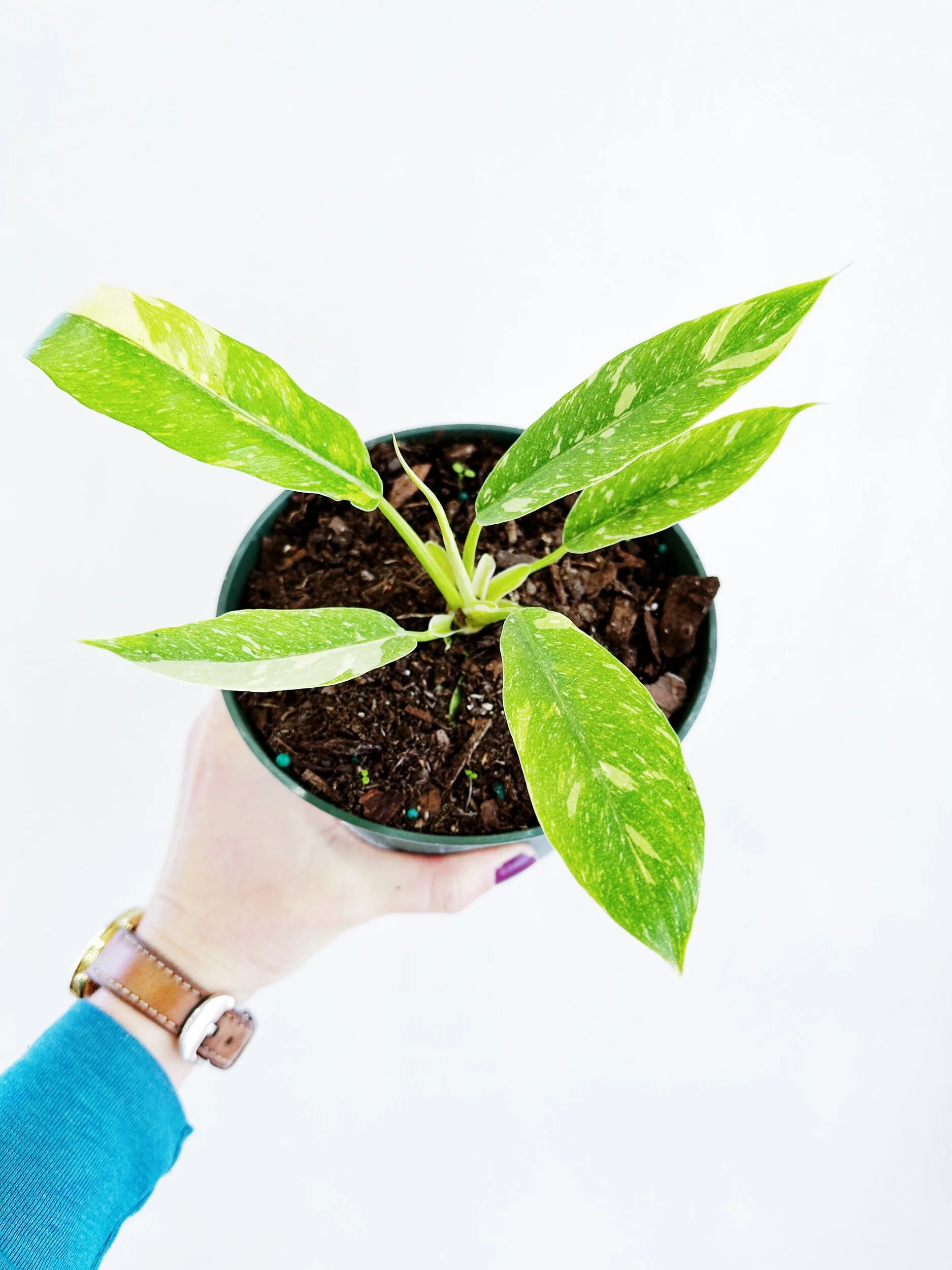 72FFCB90-48F5-4227-9347-AC73BEC46C21