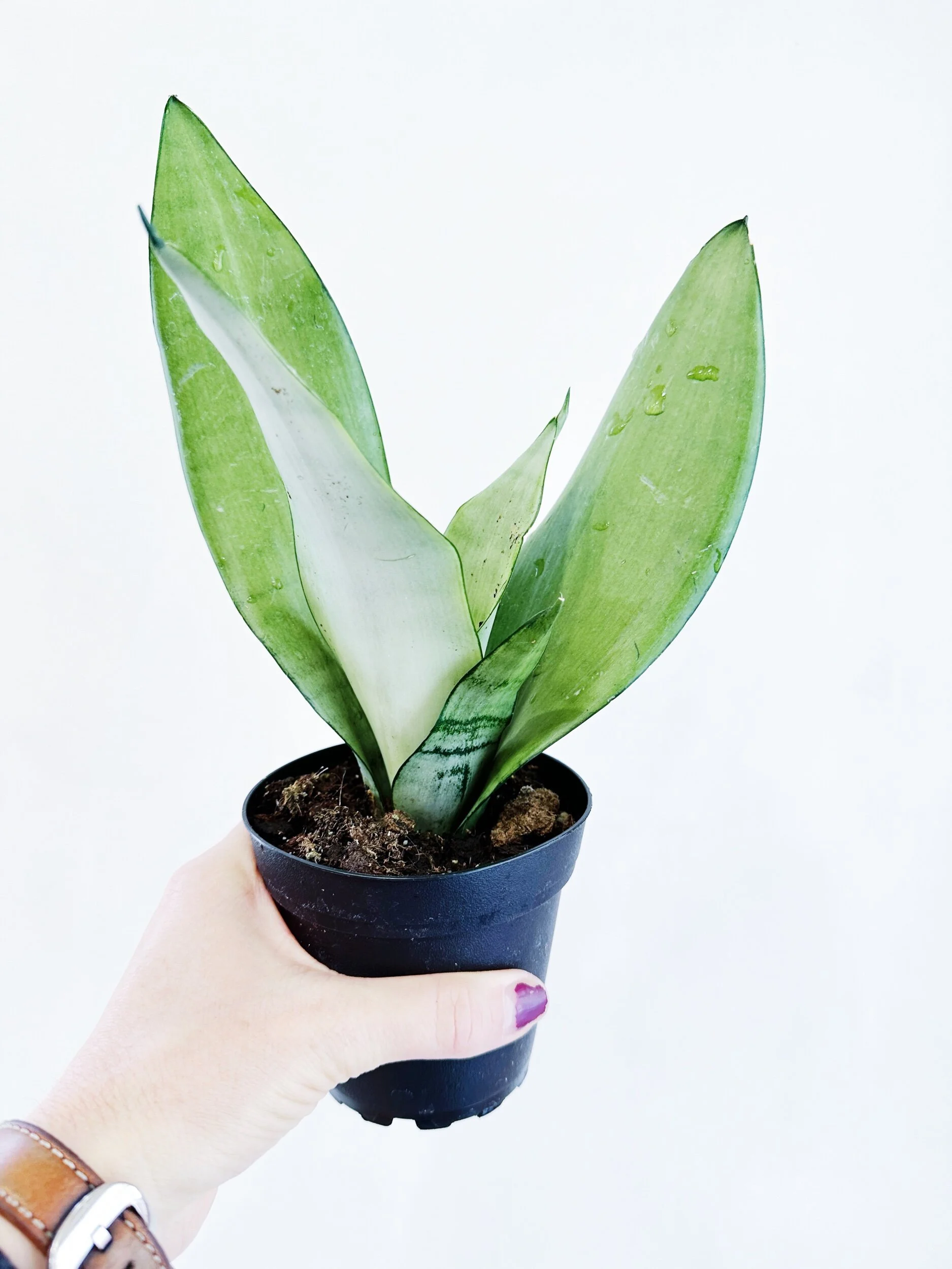 5336611A-BDF0-4F39-8A55-93C7637F9566