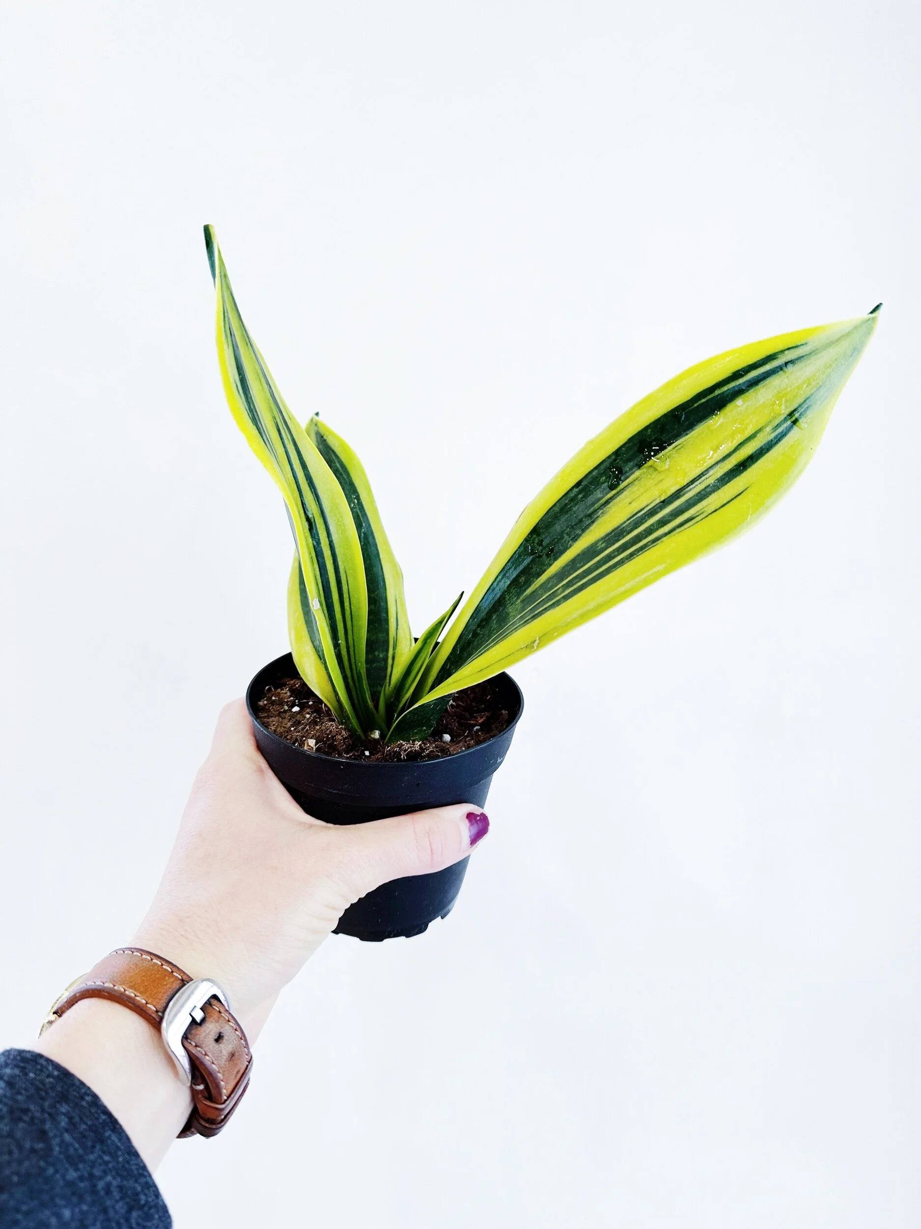 643F04B4-1F45-46D2-990E-7F8C175B7A50