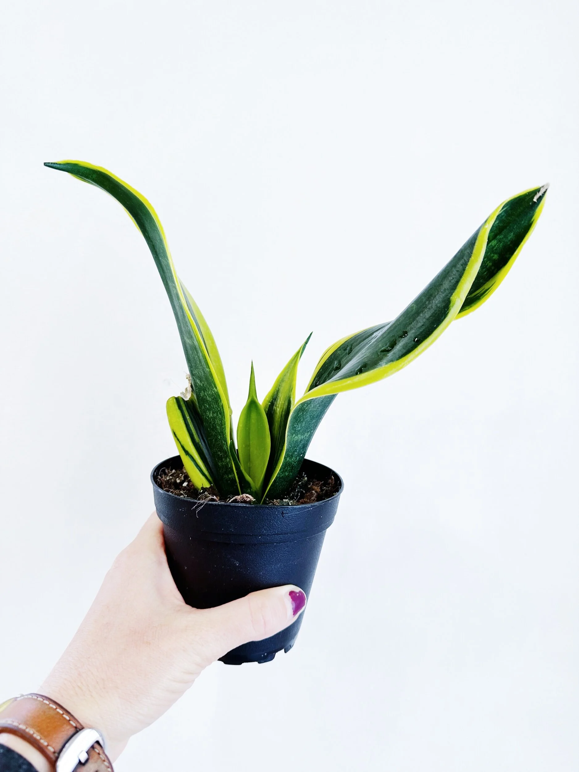 5E856C24-B821-43CE-A0BE-56D2797CB745