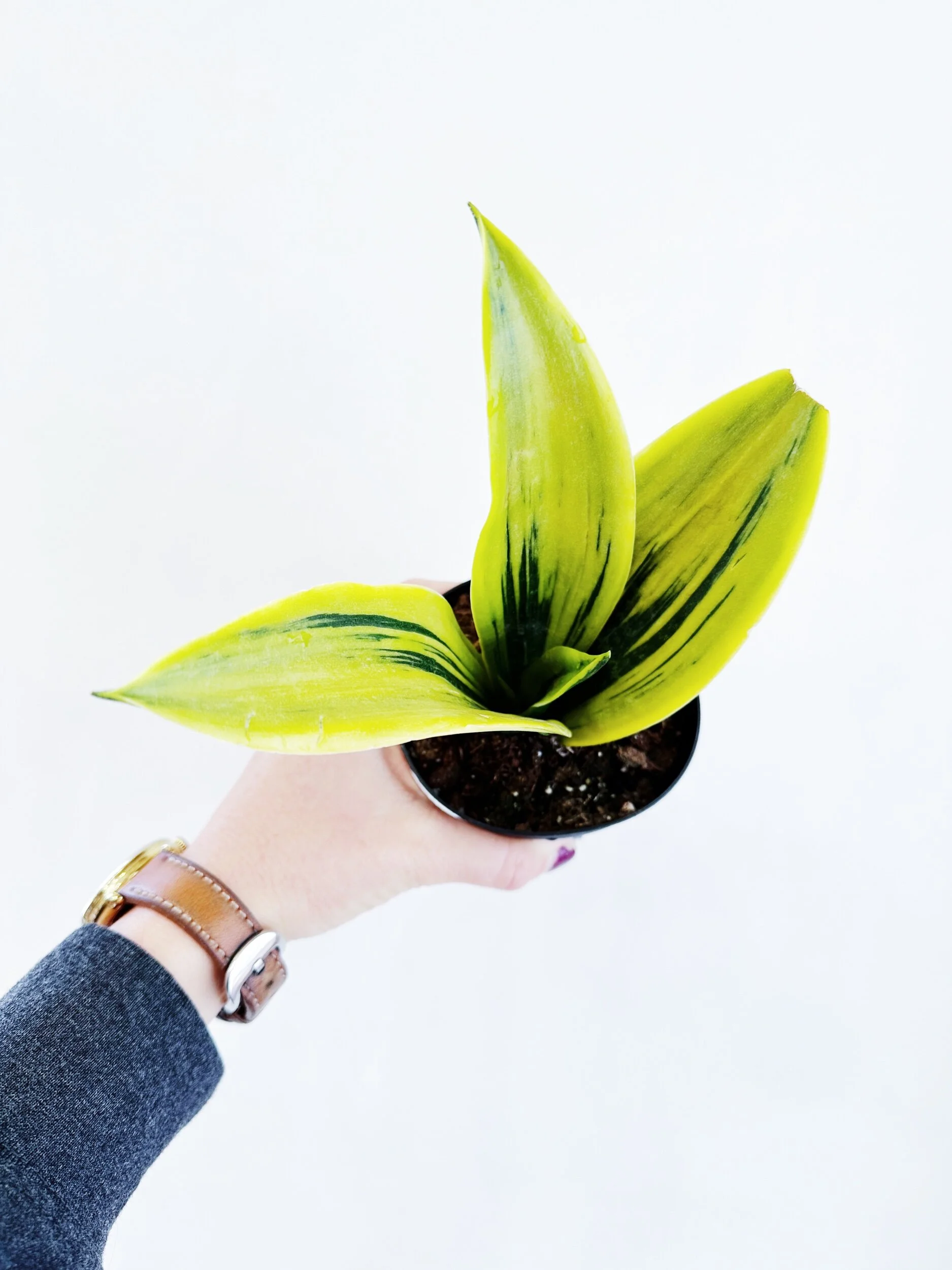 FD67773C-D6F1-419B-B284-F1571476AB25