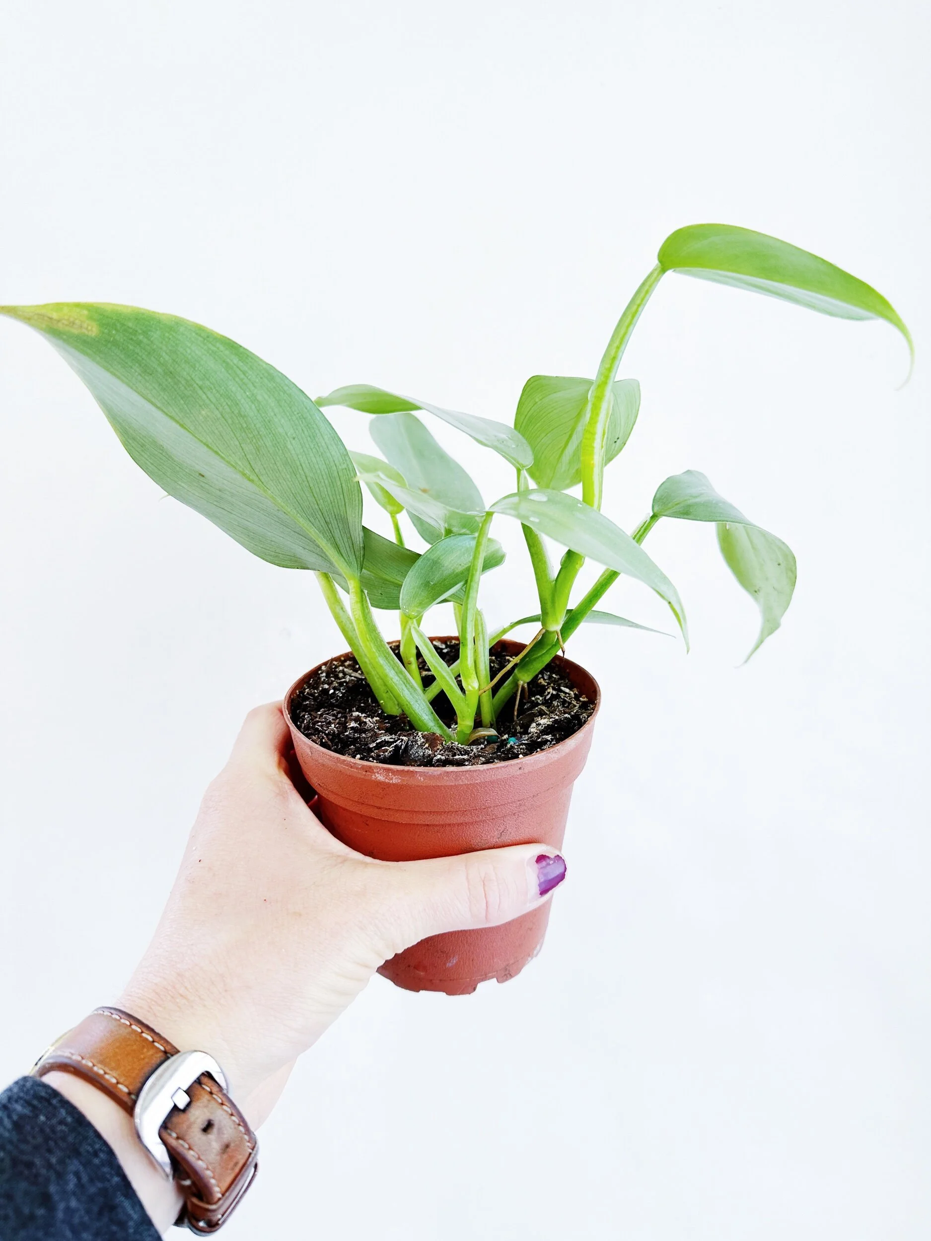 138810C0-5F5A-483A-8453-E9C0B187D74B