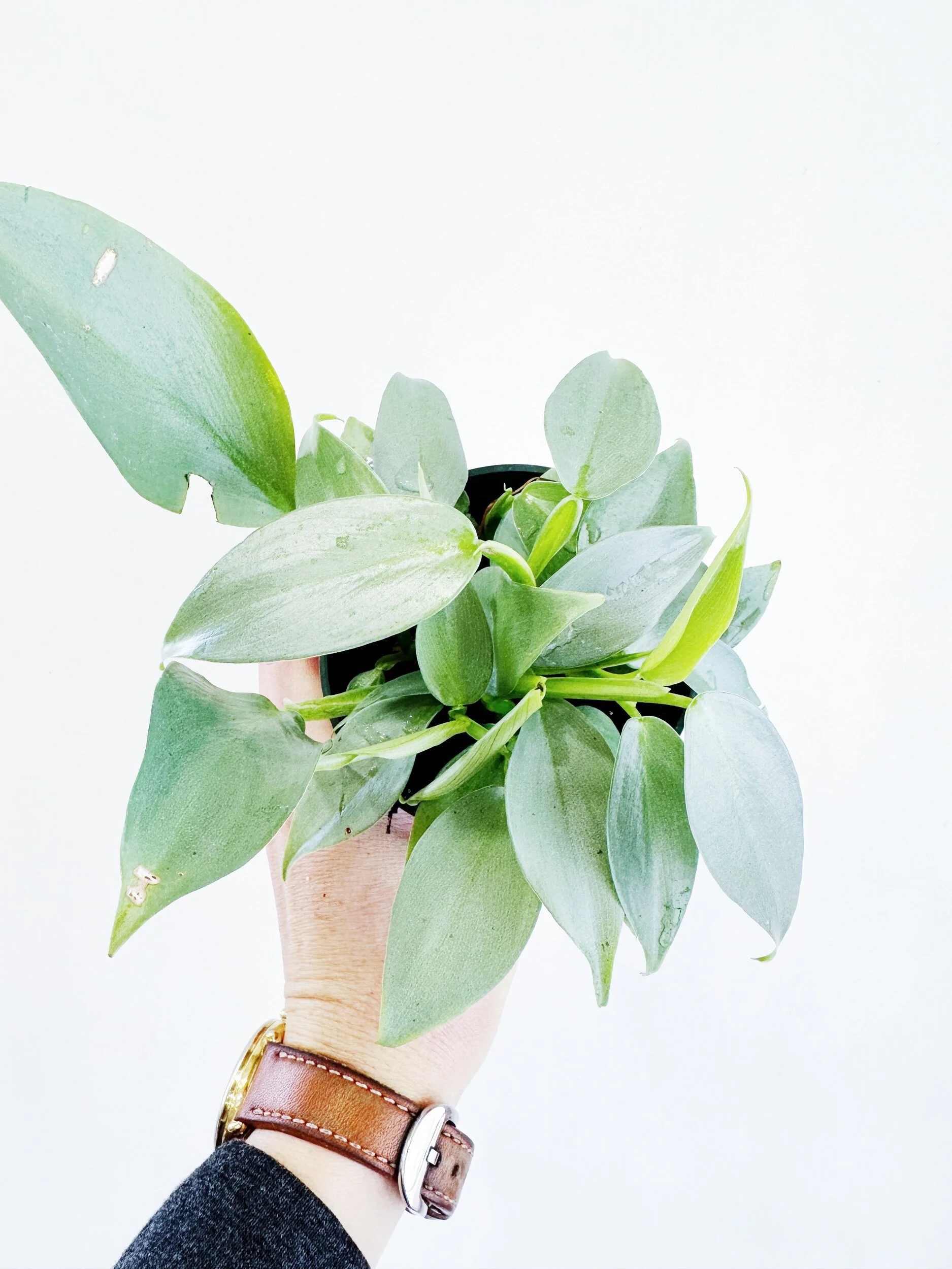 AAB80DA9-DC7E-4DEB-BBA5-938E97C8CFB1