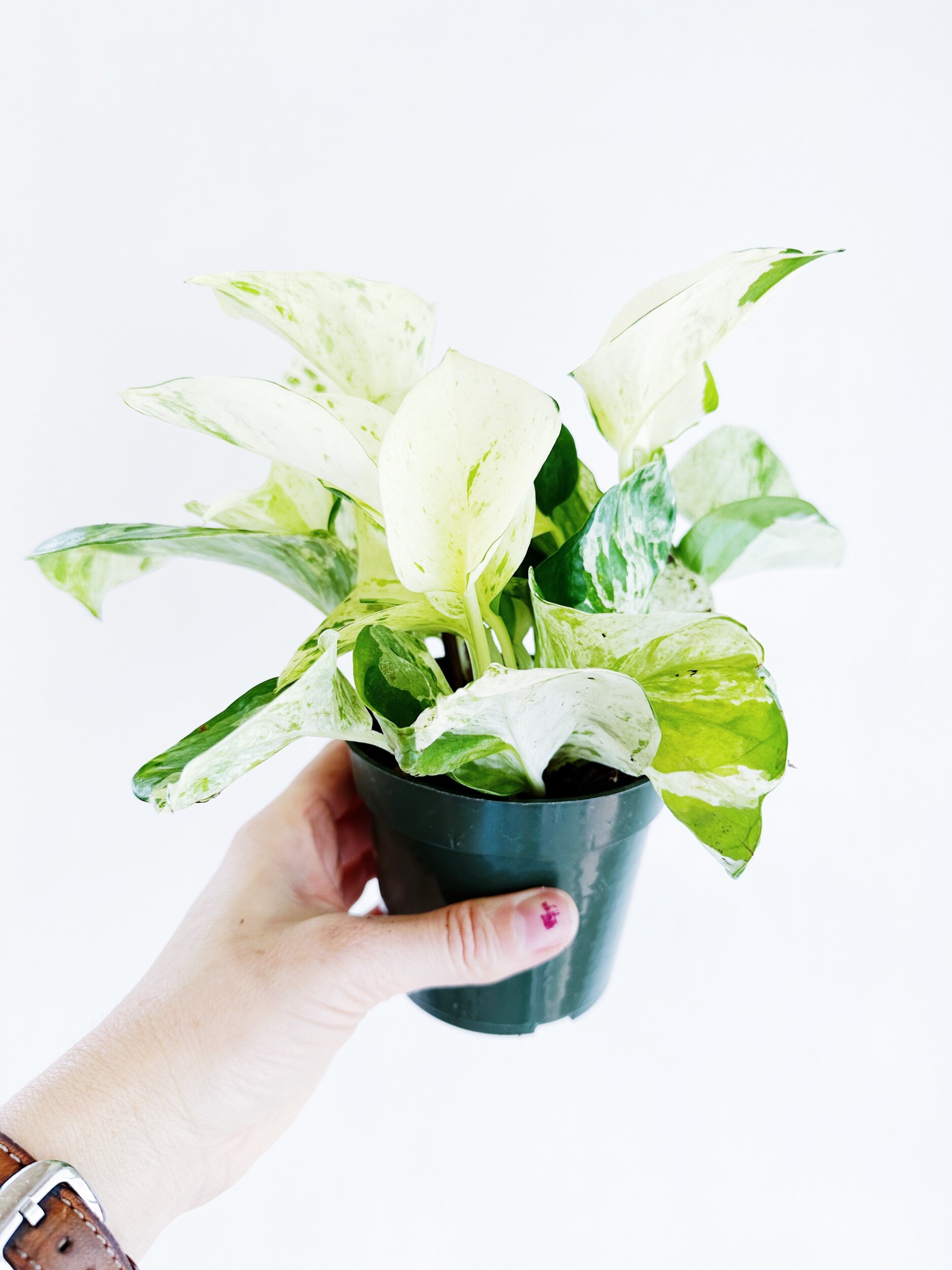 7362DEDA-A1B2-43E5-BD7E-01610A314A40