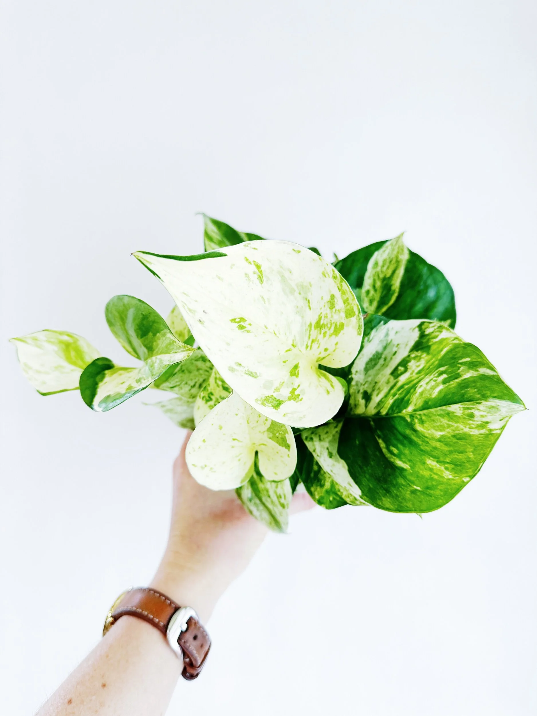 Epipremnum aureum 'Manjula'