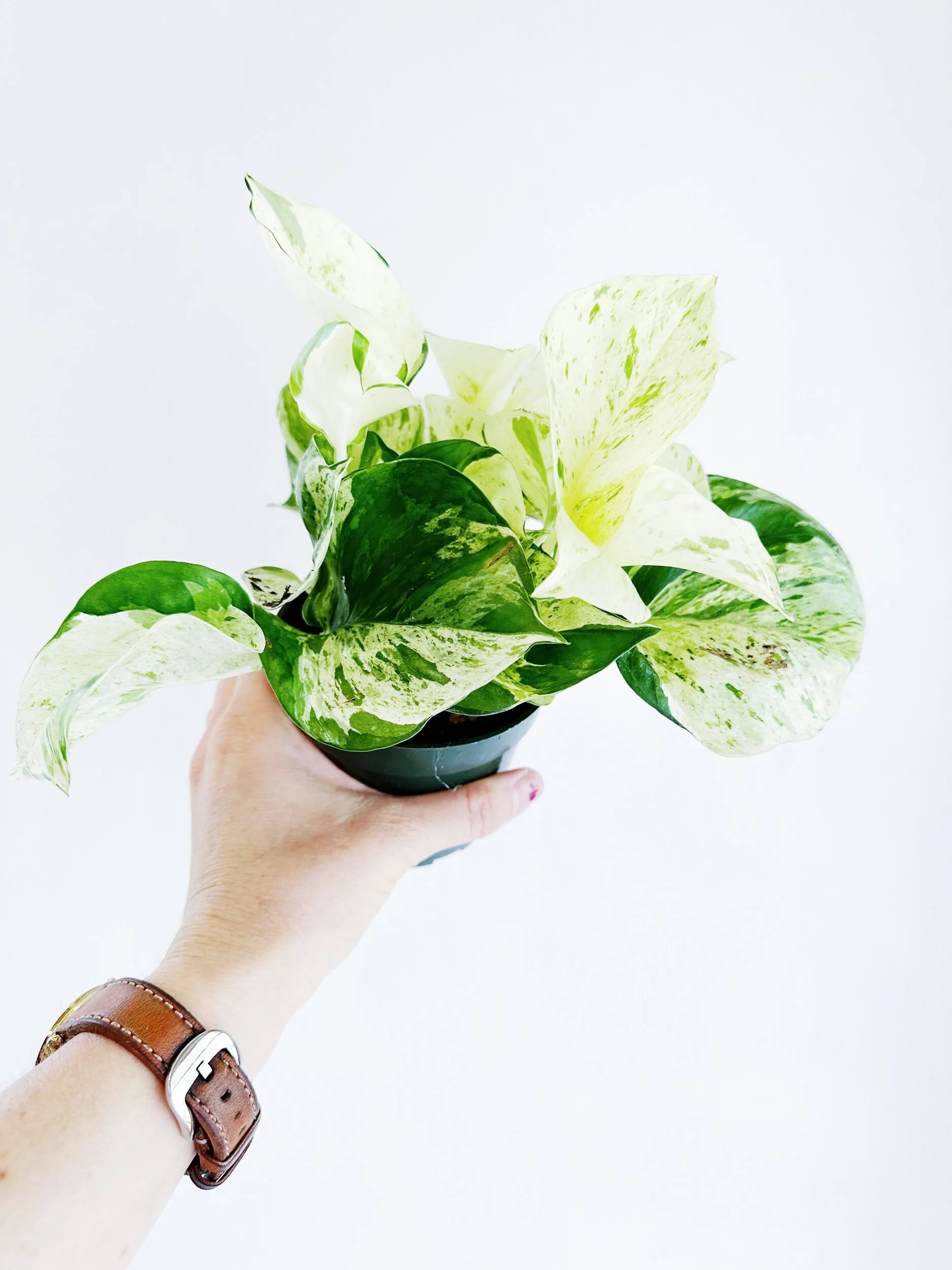 4C93090A-EFC4-43F1-B69A-97AA732EDC86