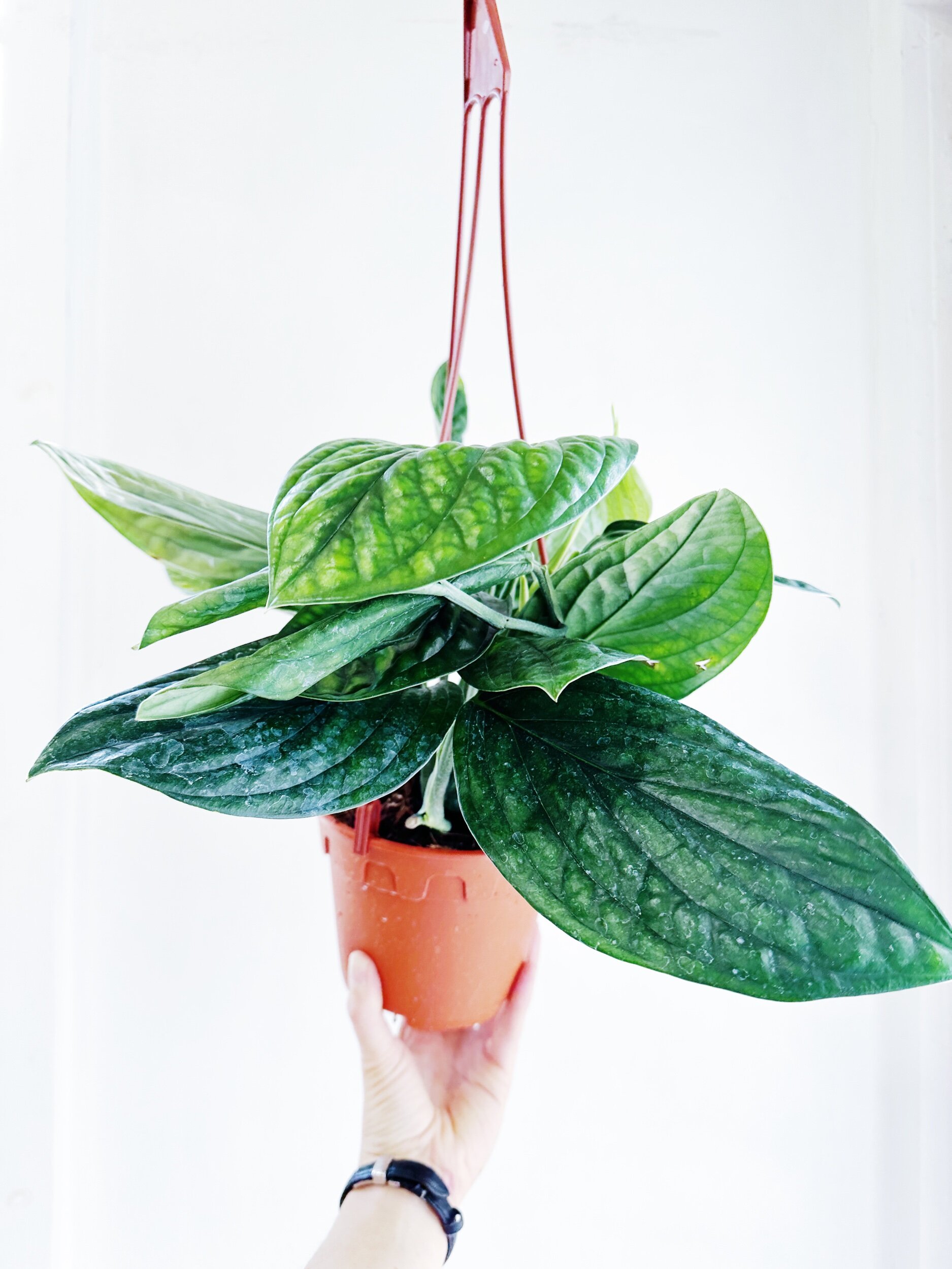 B60673DC-6BDD-49F5-86BD-2D9EA4796CD0