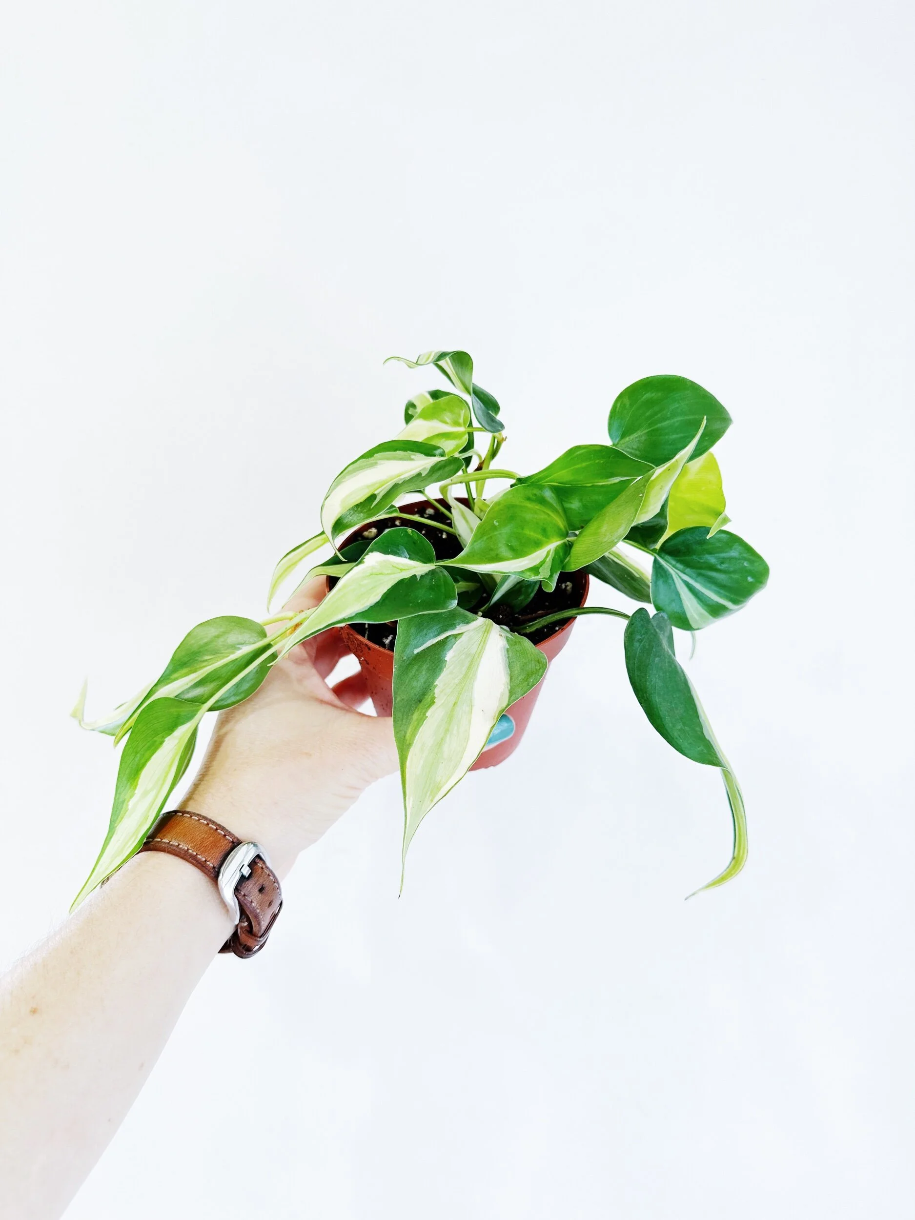 CC96A8BF-E9AC-4148-80D1-04E148FA5CD5