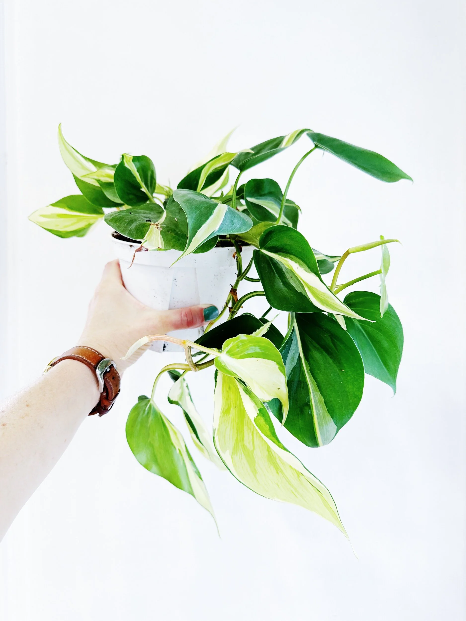 5C1C8F6A-E04D-4379-8594-A888E4973EC0