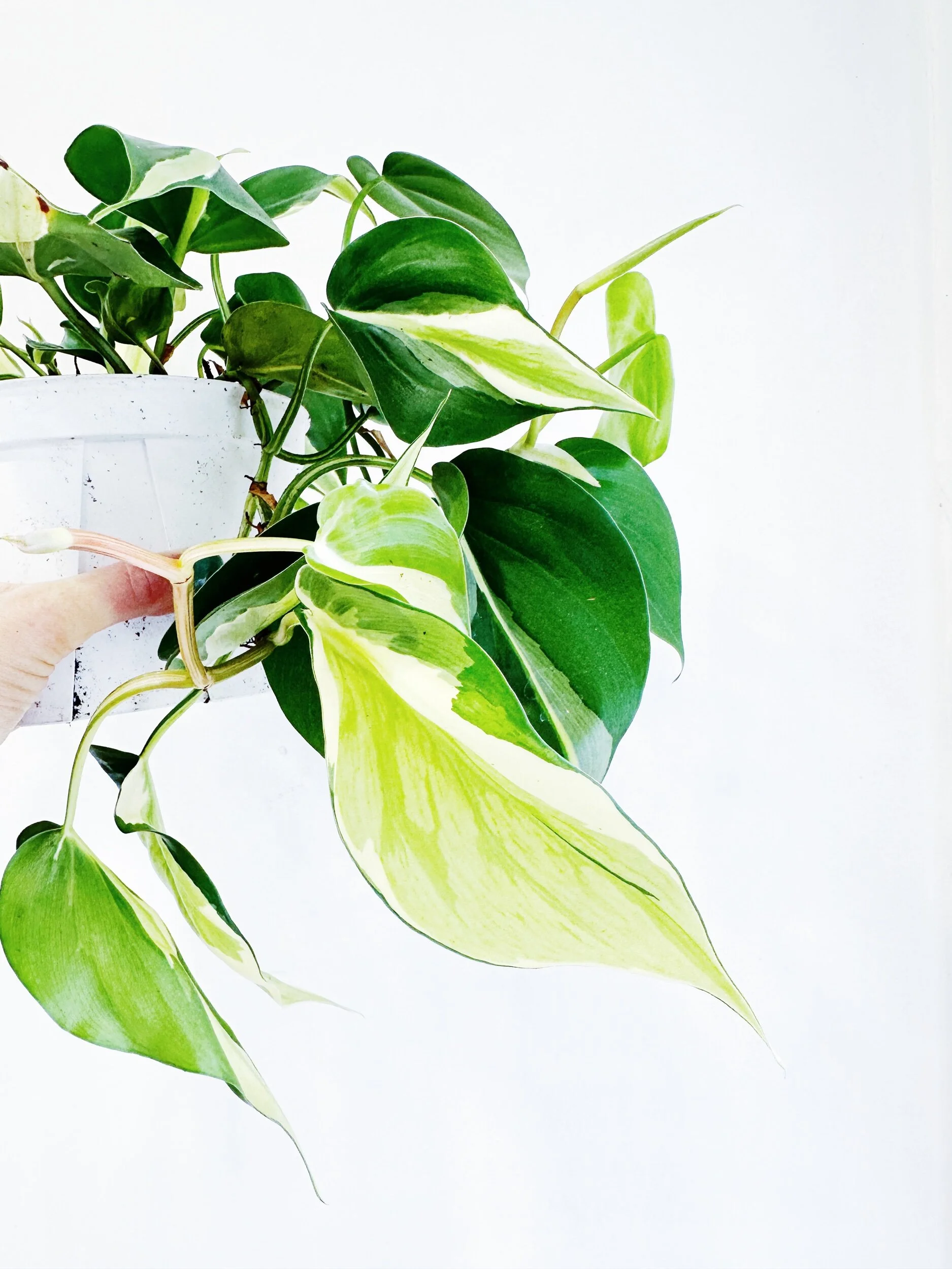 E52D211E-86B4-4E9C-BB87-2C551ED8280F