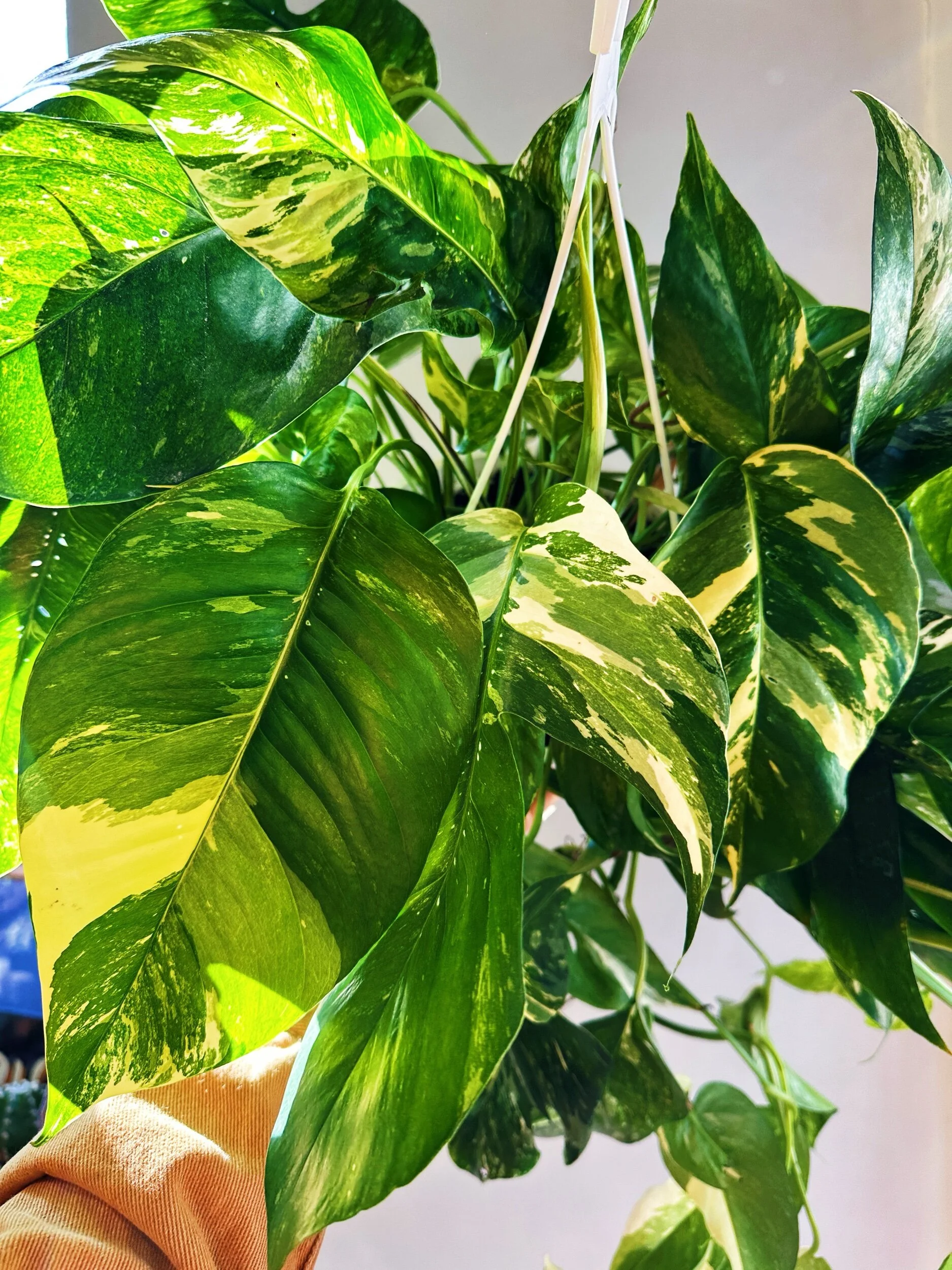 B45D2CEA-24E6-4A9D-85D5-D1A7E5A70D5B