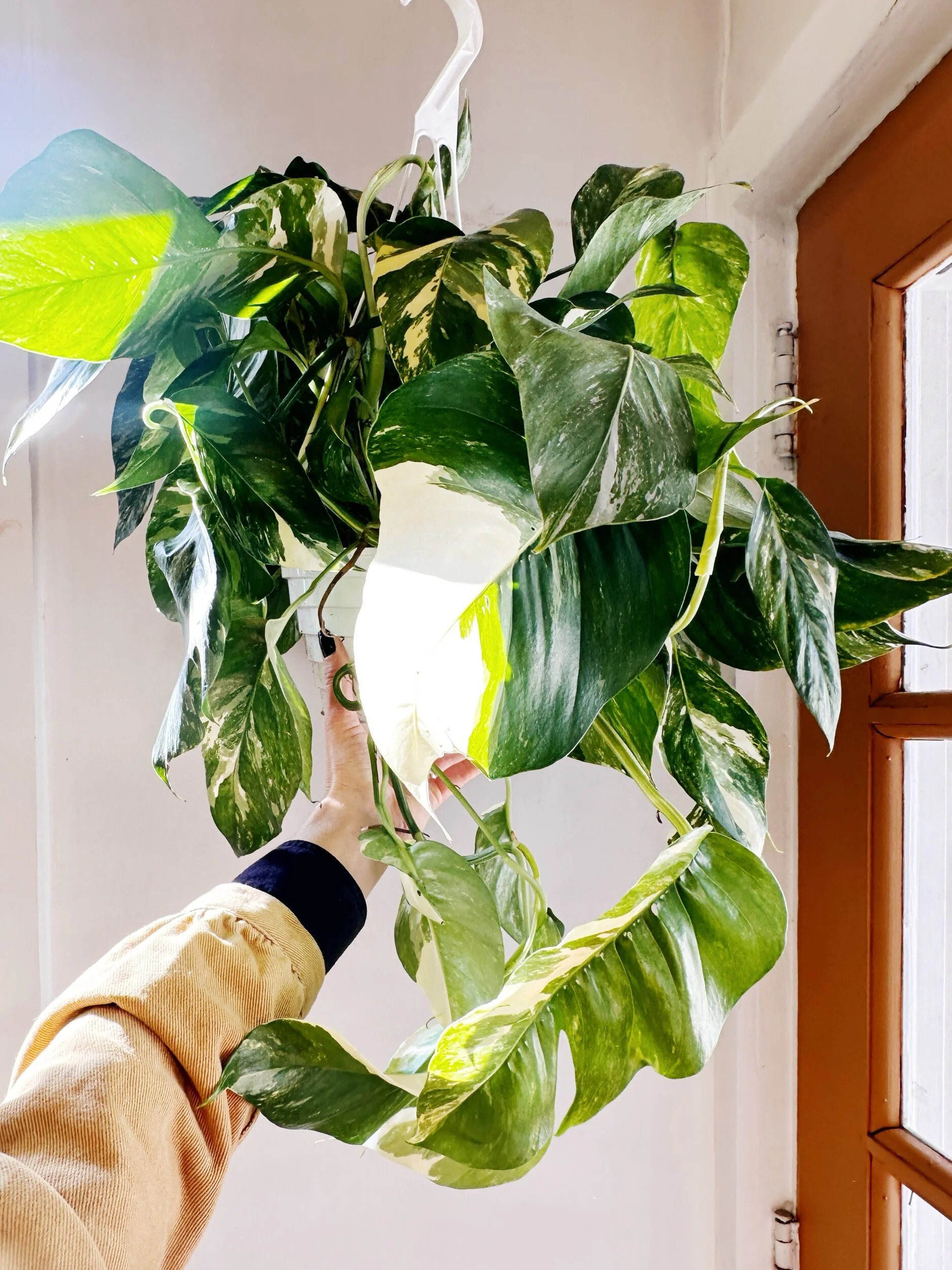 8925AE01-5636-4F2C-A7F3-B622C8F37767