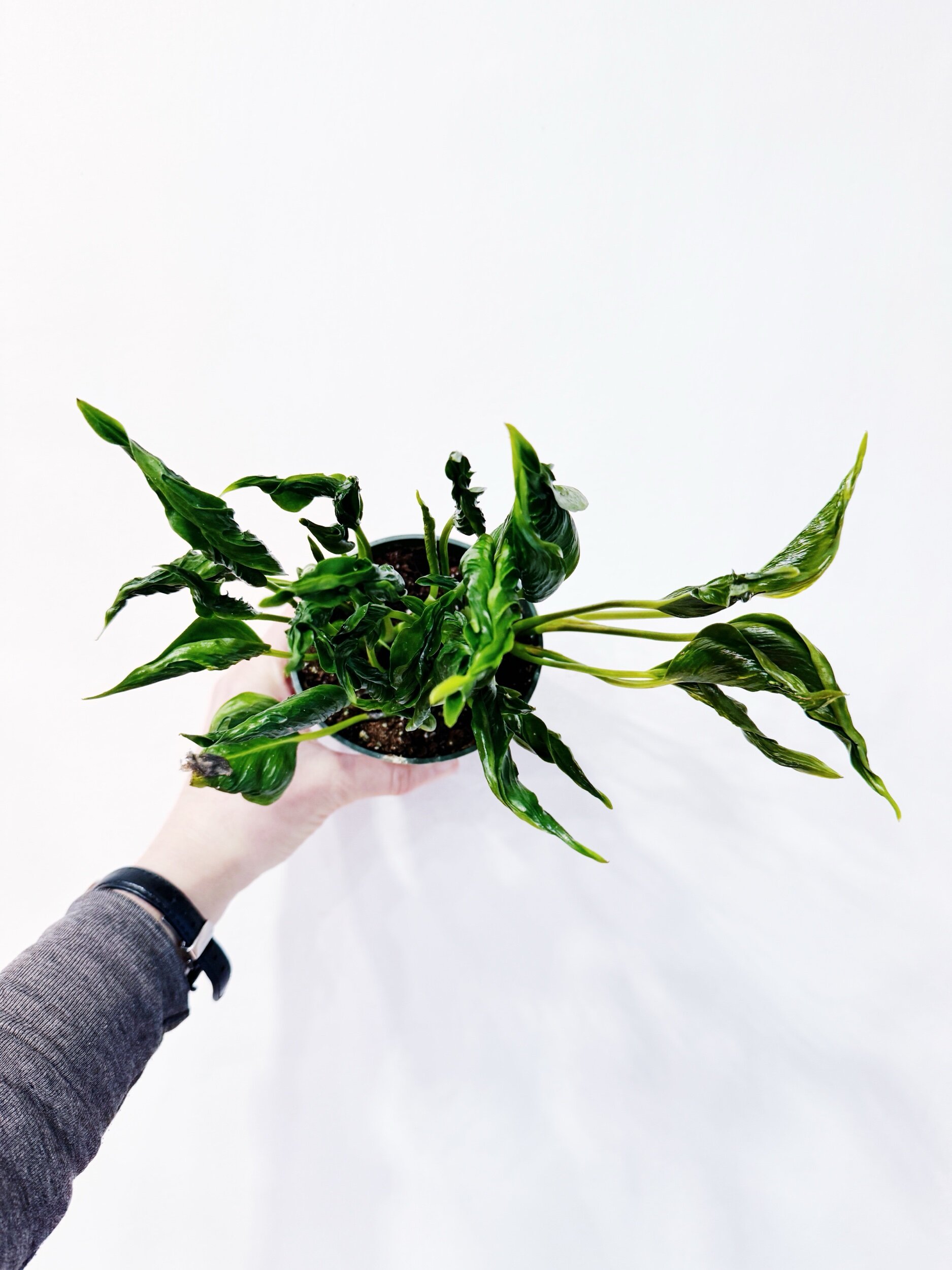 A73FC297-4F9E-4DBE-B23E-F2EA2B7015E4