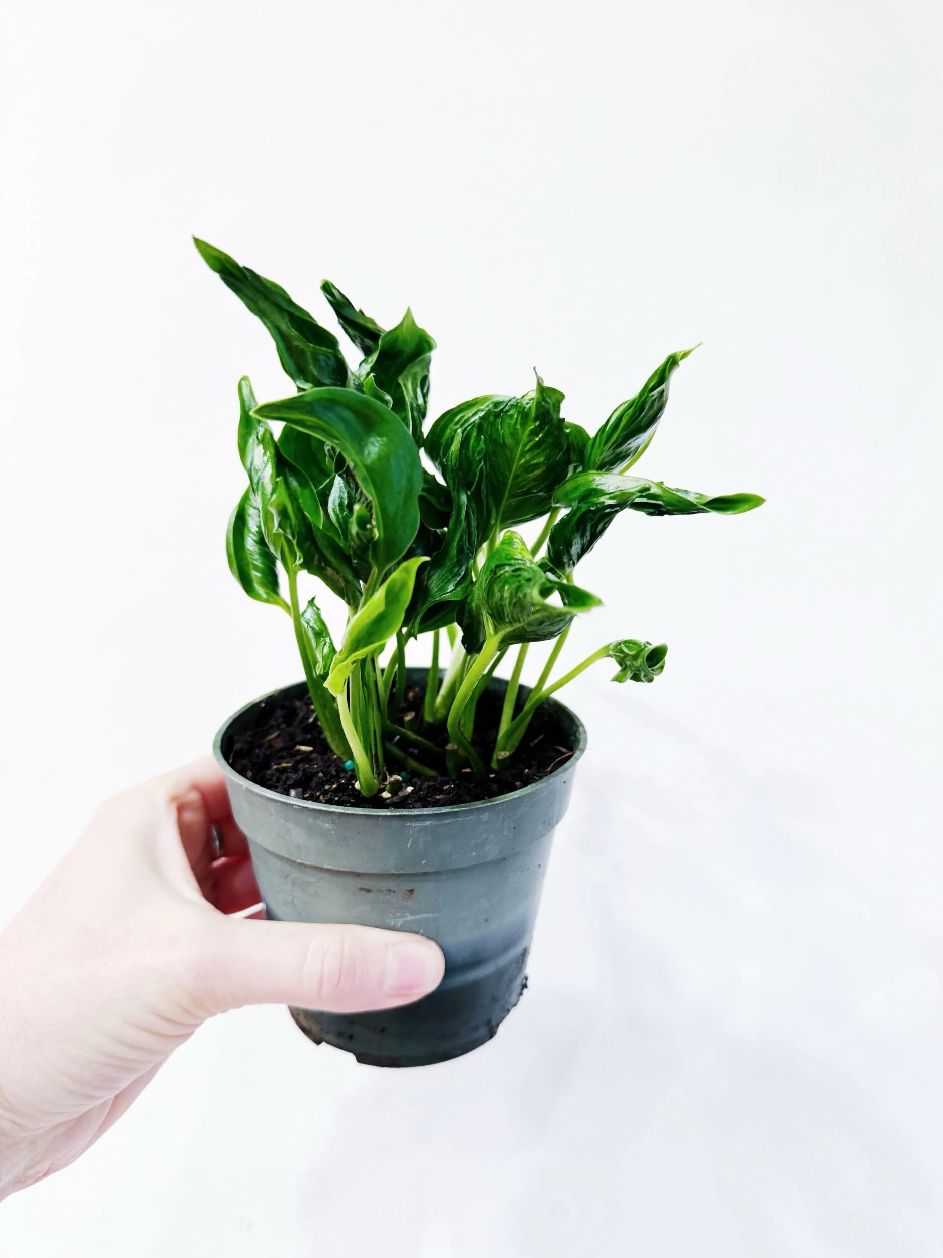 9AE299A8-AAD8-4919-89E4-CE6169507768