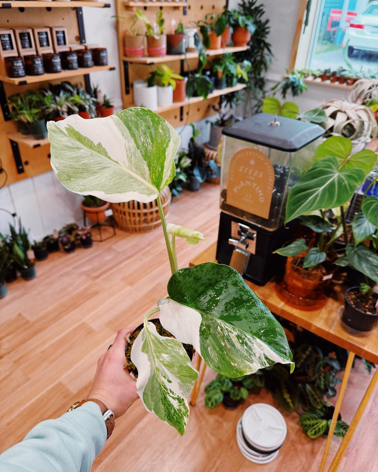 We&rsquo;ve brought in another batch of Albo&rsquo;s! Prices range from $45-$75 depending on variegation and leaf count. They&rsquo;ve all got between 2-4 leaves and are in 4&rdquo; pots. Pick up only.