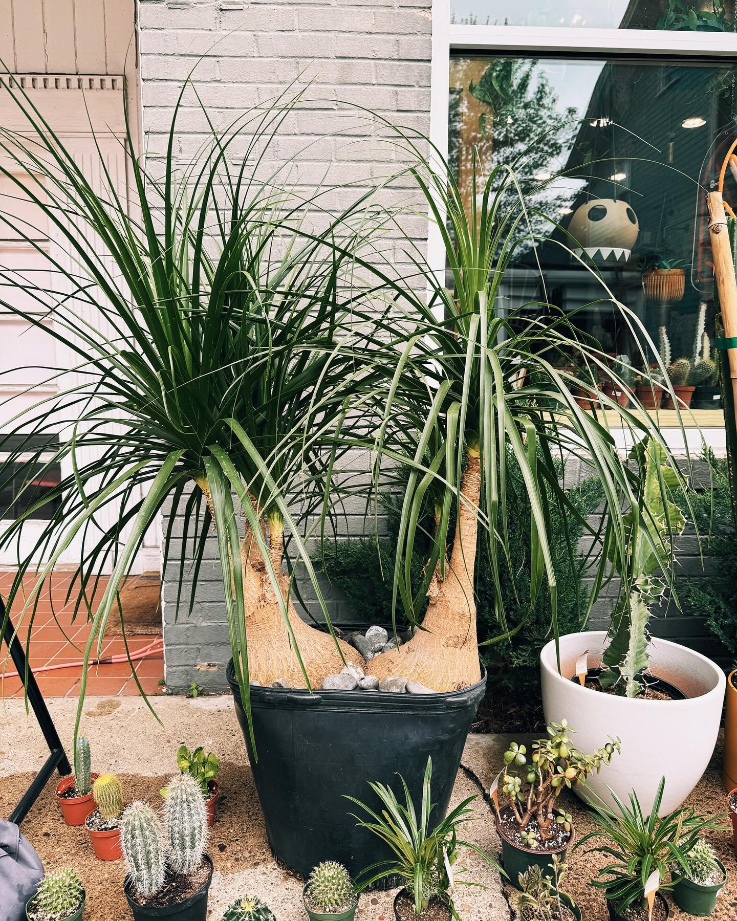 We&rsquo;re so in love with this massive Ponytail Palm. We thought we&rsquo;d try to split it, but it&rsquo;s pretty magical the way it is. If you&rsquo;ve been looking for a fairly mature Ponytail, we&rsquo;ve got you covered.