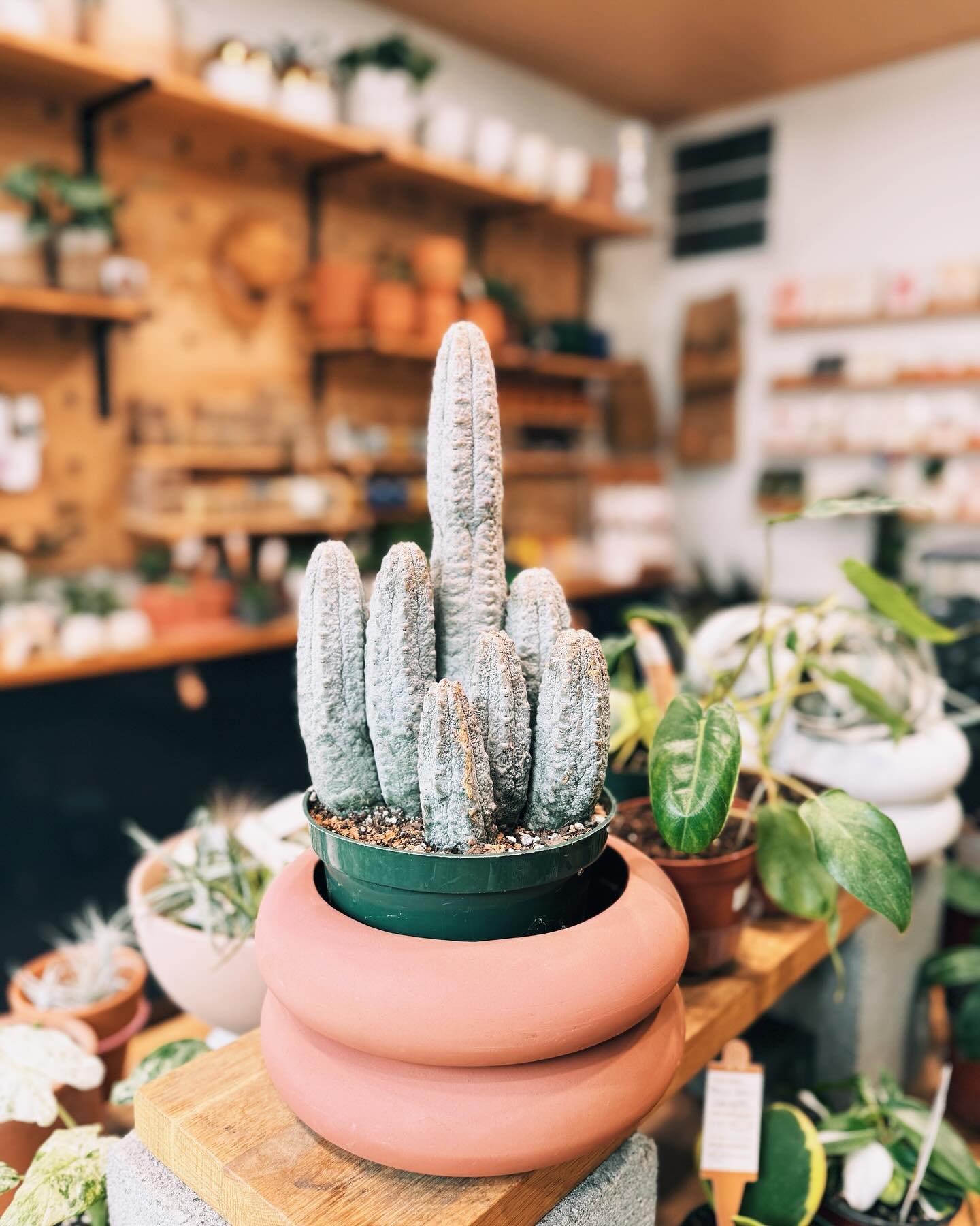 We&rsquo;ve got one of our fave plants in the shop rn. Euphorbia abdelkuri. It&rsquo;s so weird and goofy and we love it. 

The shop will open a bit late today, we should be there around 1. See you then!