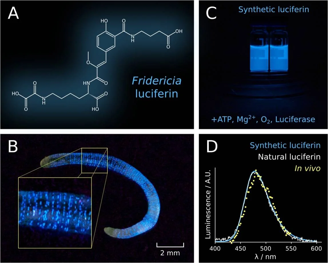 Fridericia luciferin.jpg