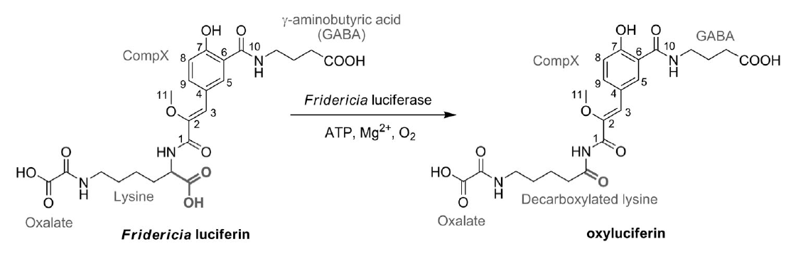 Fr BL mechanism scheme.png