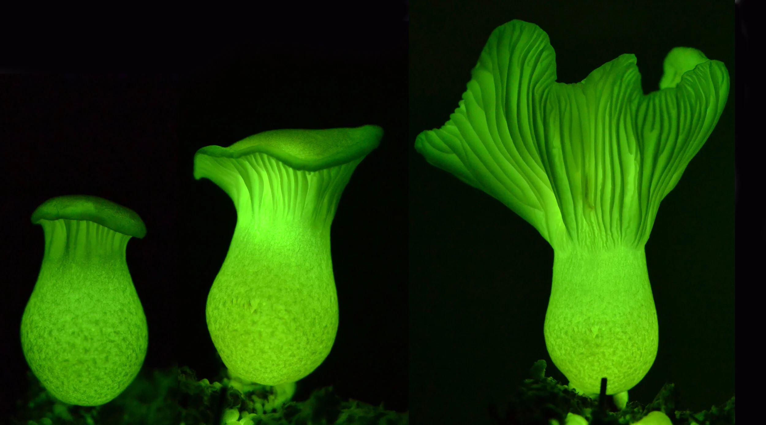 Photo by Professor Cassius Stevani