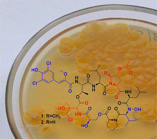 New depsipeptide antibiotics from marine Streptomyces sp. KMM 9044
