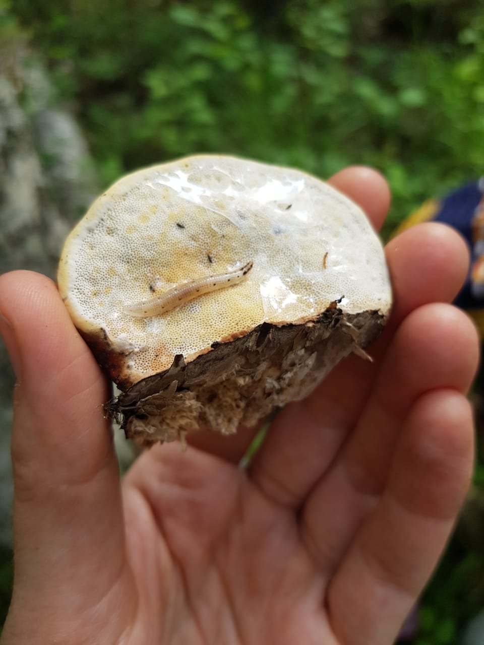 Keroplatus Karelia fungi.jpeg