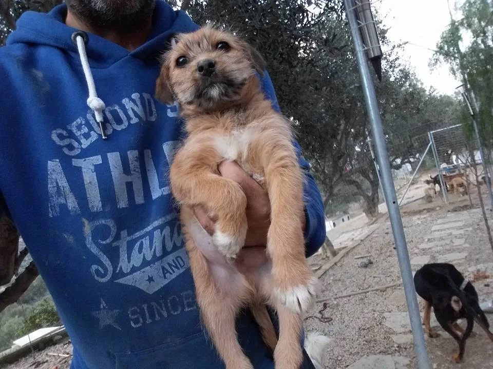 Rooperi going to his forever home in Finland