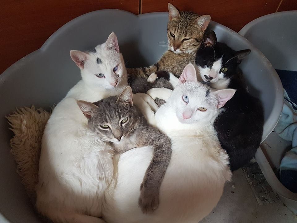 Cat 1.jpg