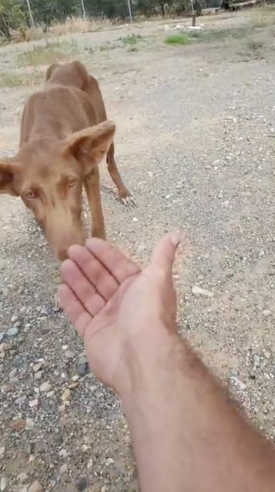 One more poor dog is safe!