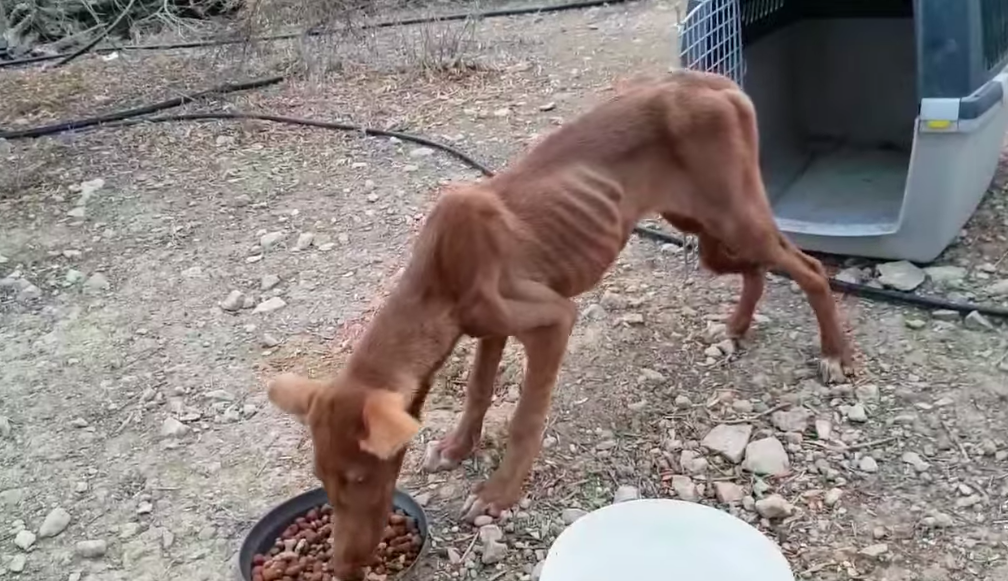 The skinny girl is in my shelter now