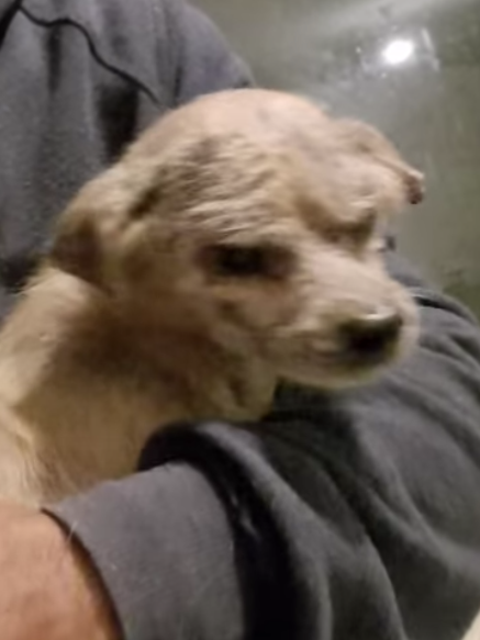 Boomer today! 45 days therapy for leishmaniasis