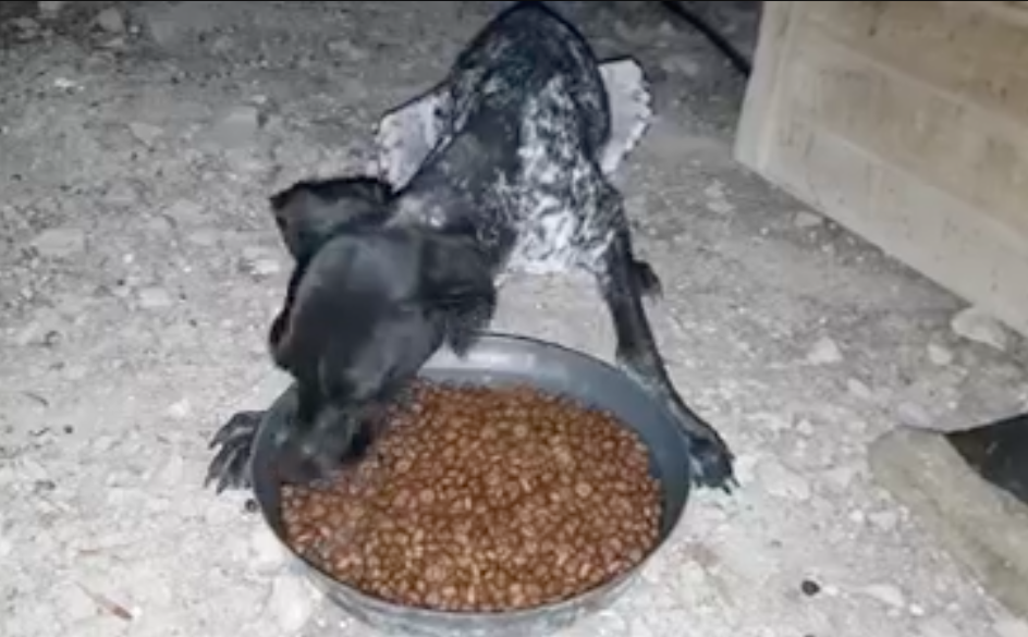 Luna is still eating!