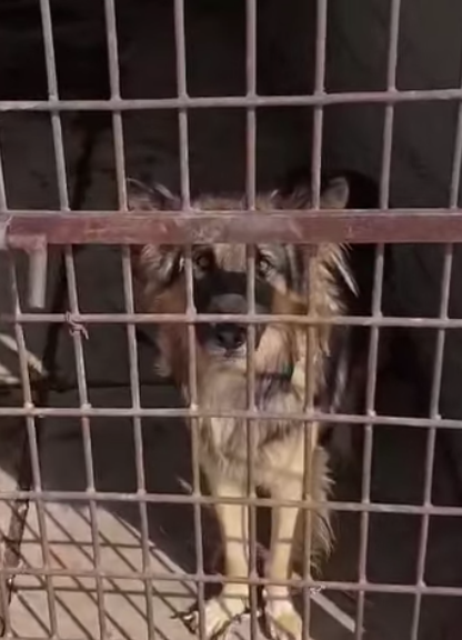 I took the dog away from the cage...